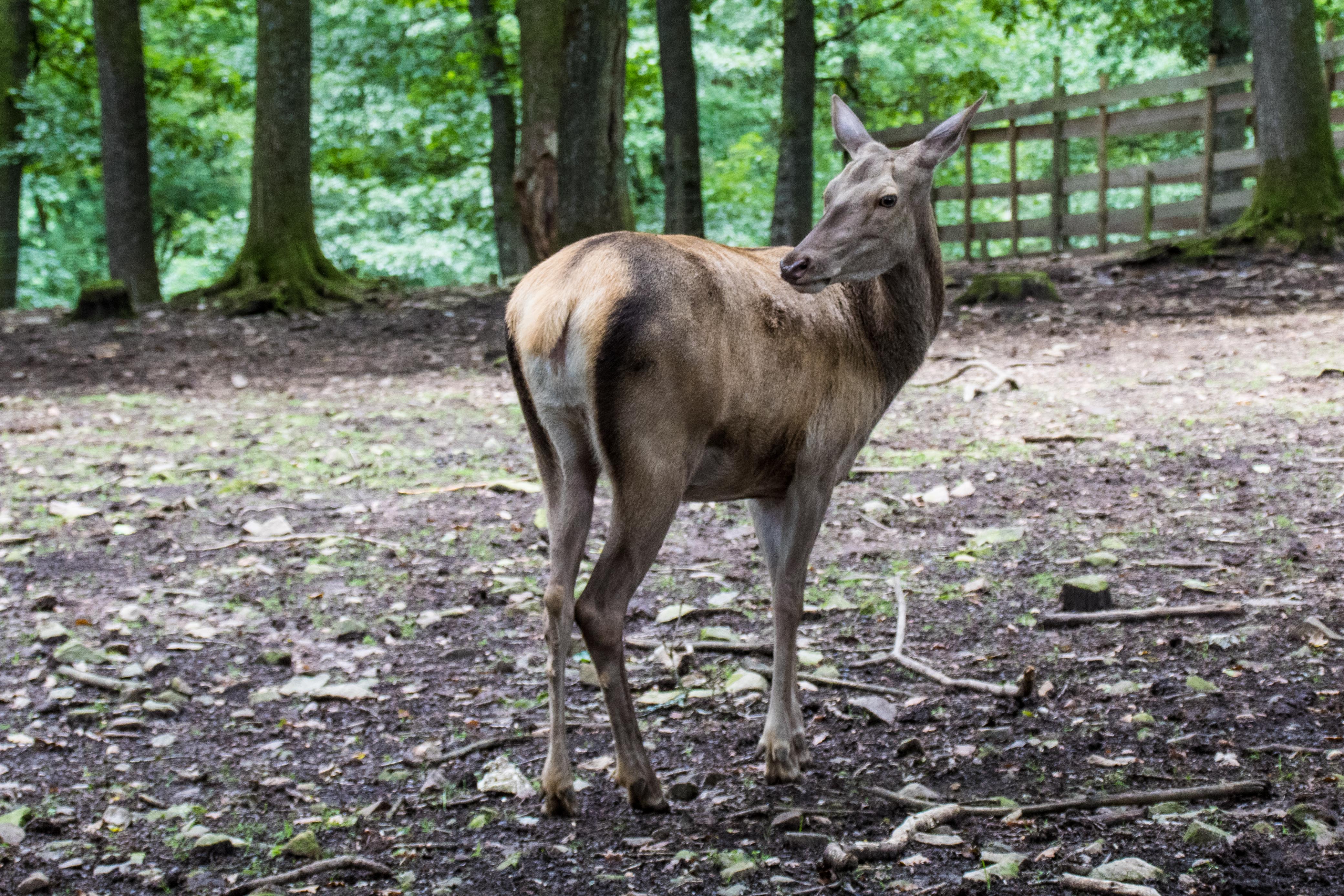 Biche-01.jpg