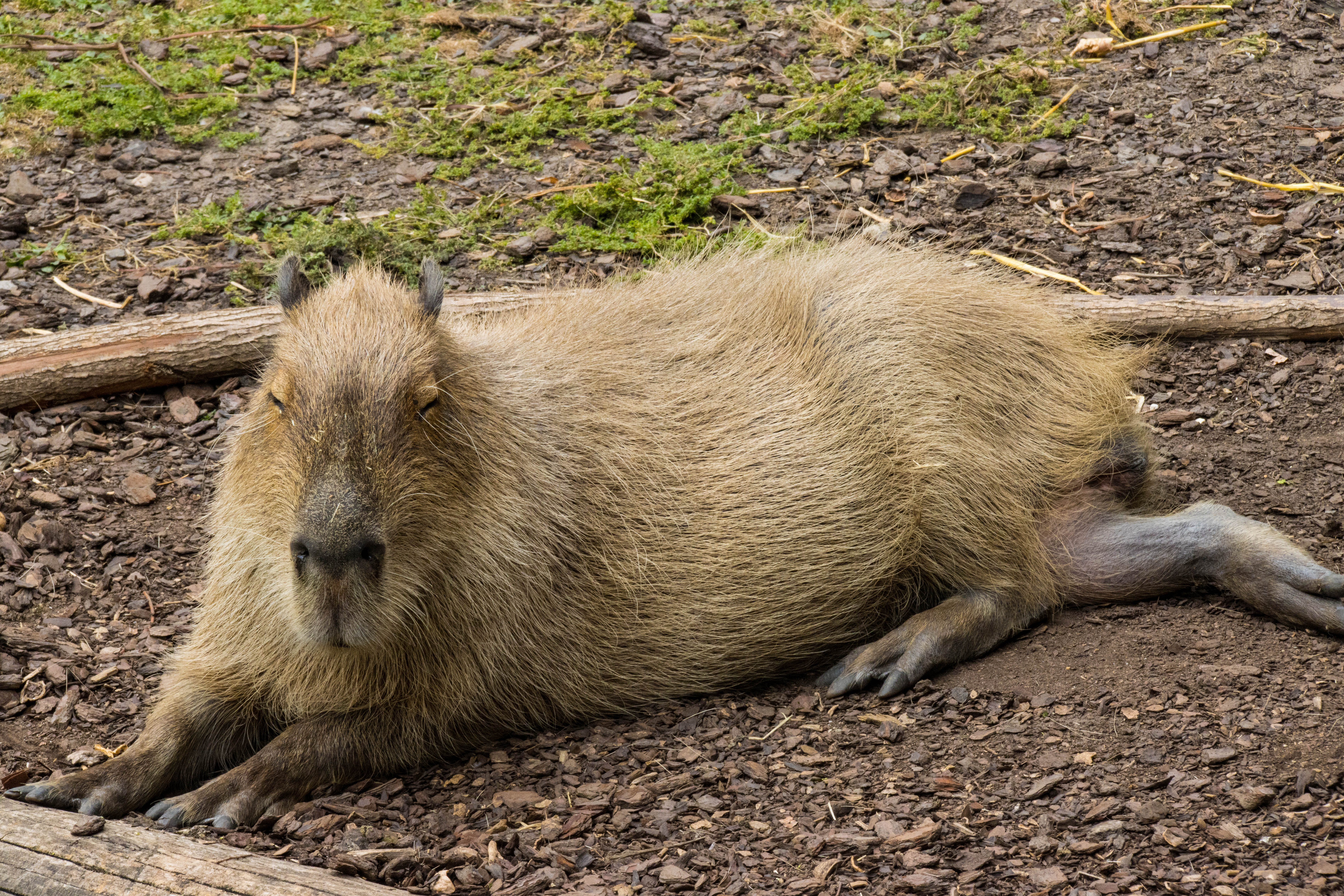 Capybara-IMG_0431.jpg