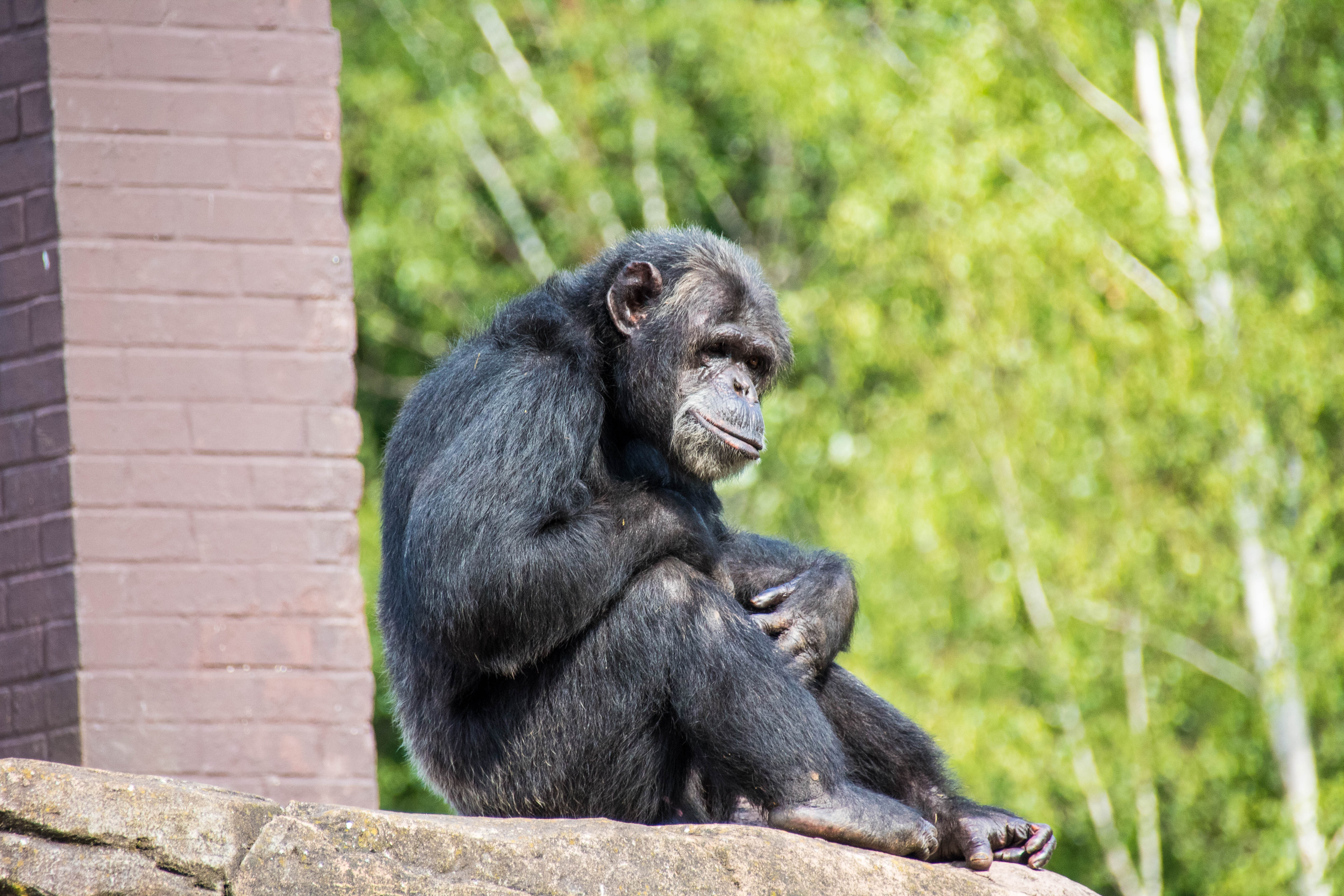 Chimpanzé-01.jpg