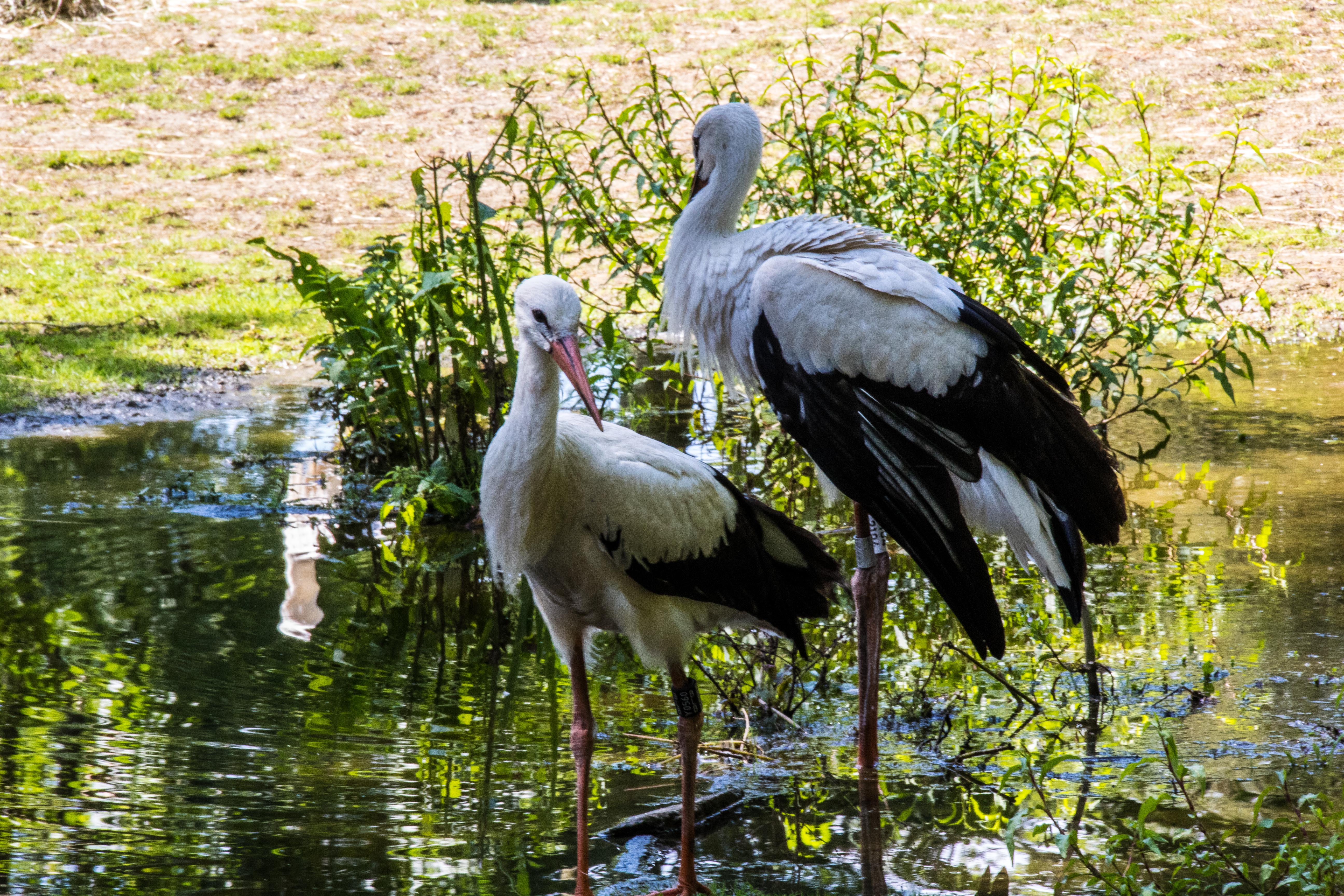 Cigogne-04.jpg