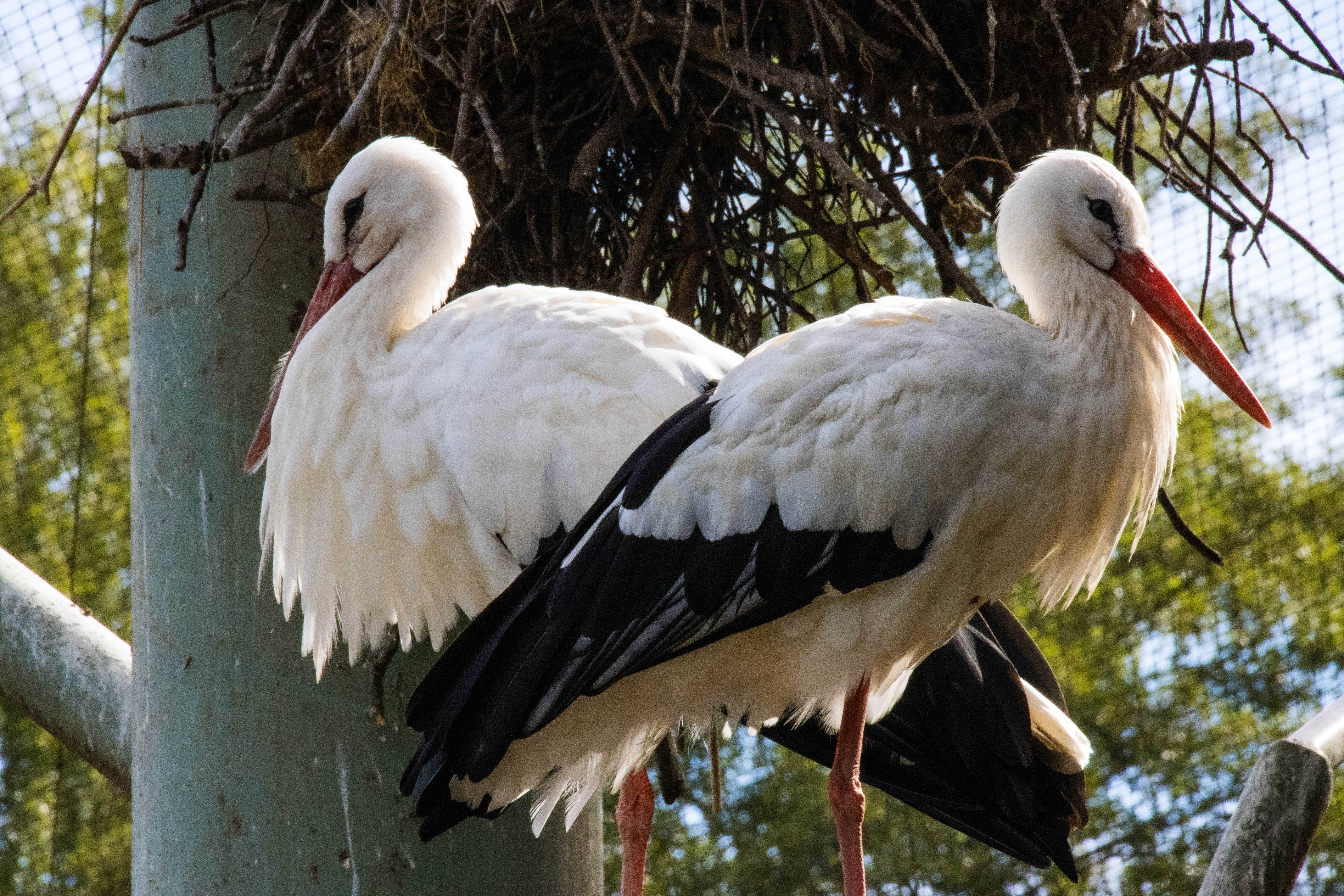 Cigogne-IMG_0794.jpg