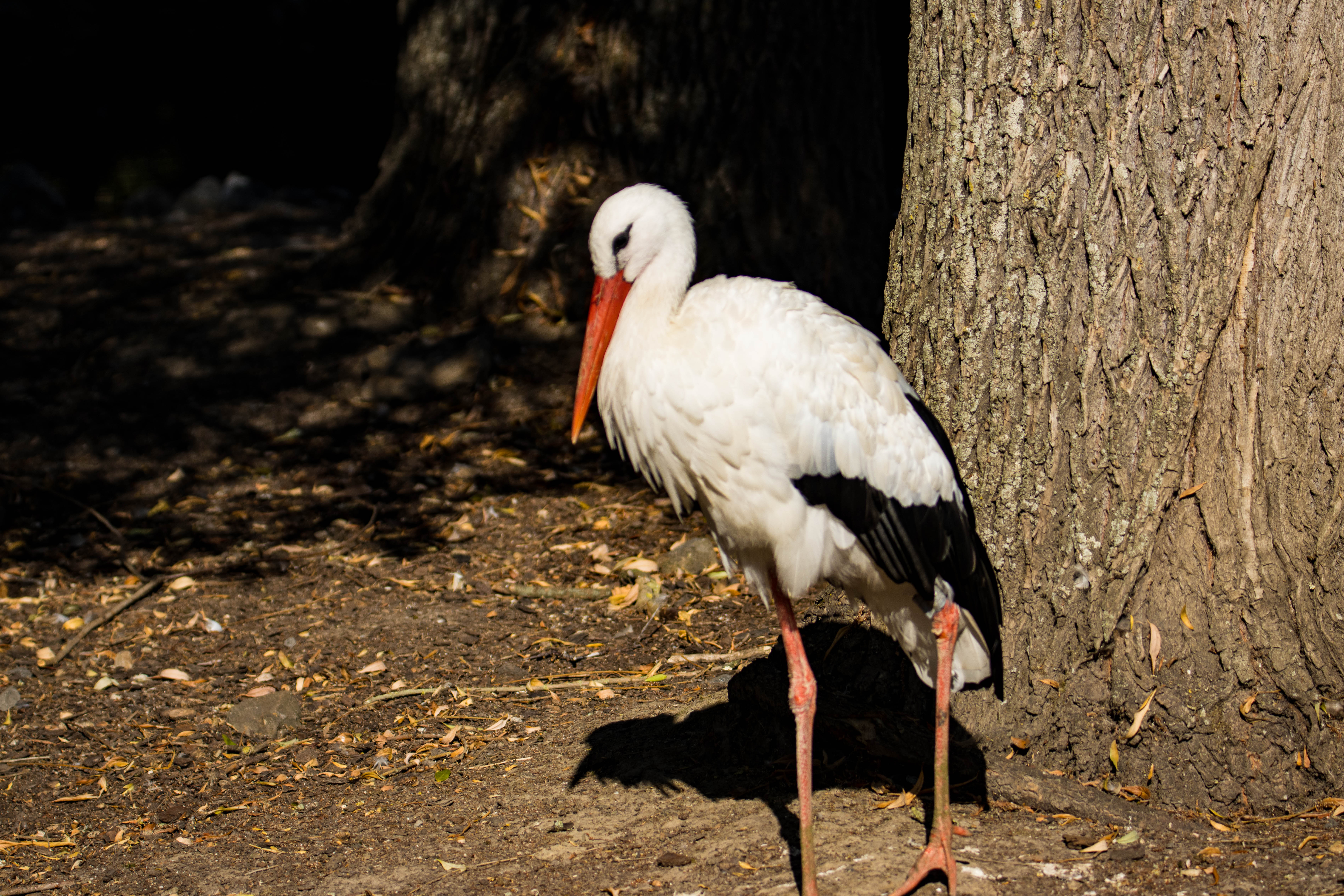 Cigogne-IMG_1371.jpg