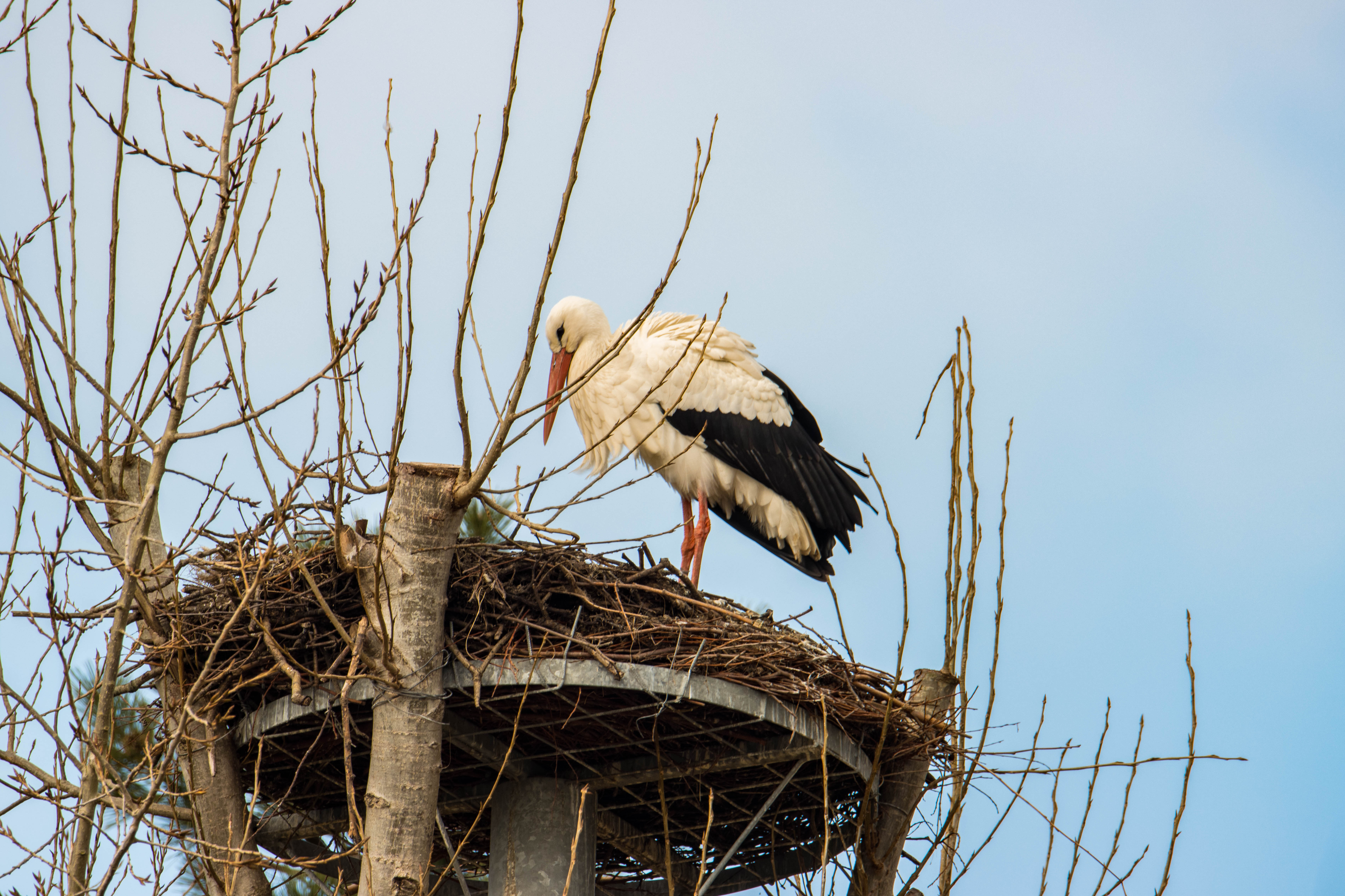 Cigogne-_MG_5551.jpg