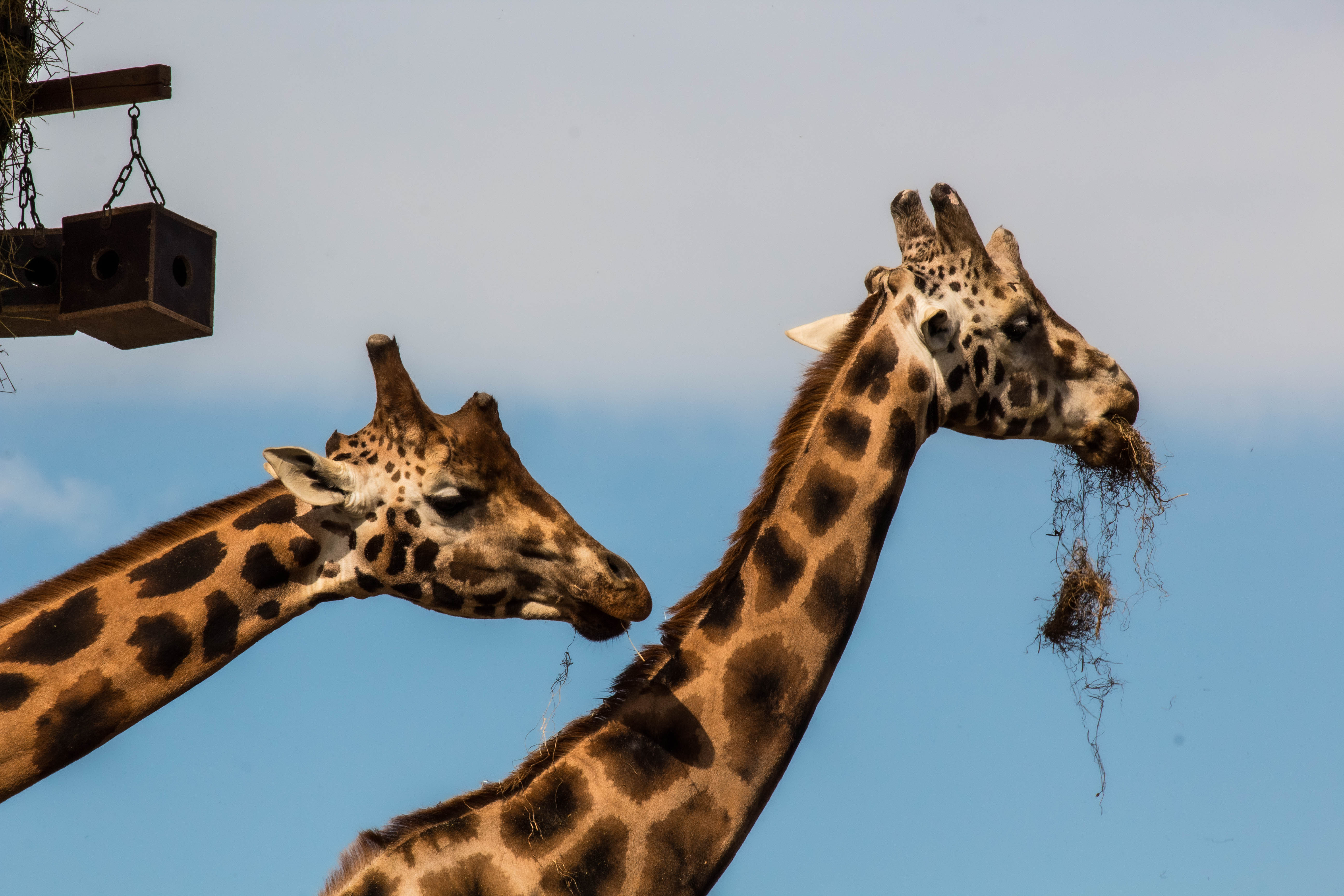 Girafe-_MG_0198.jpg