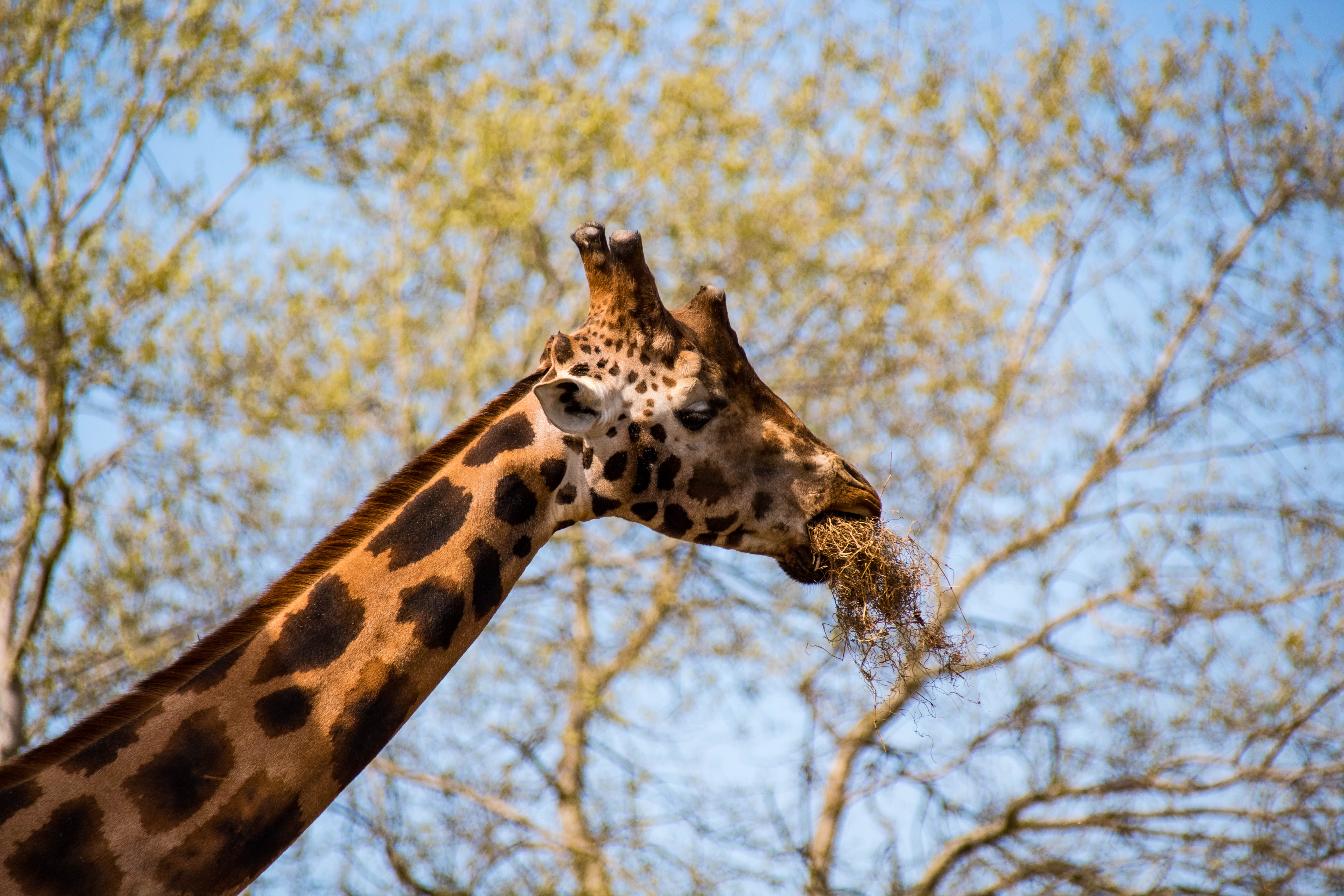 Girafe-_MG_0346.jpg