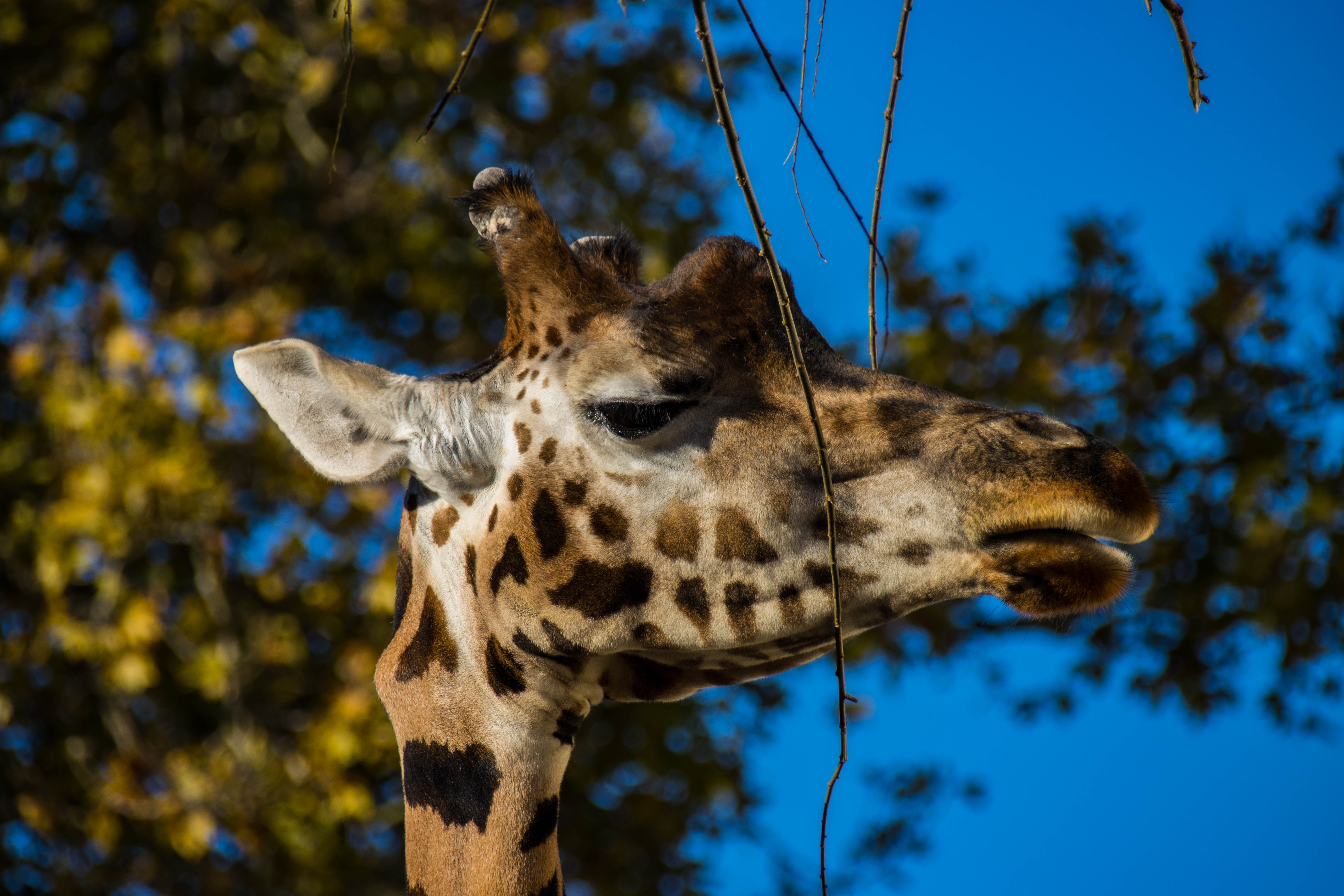 Girafe-_MG_3164.jpg