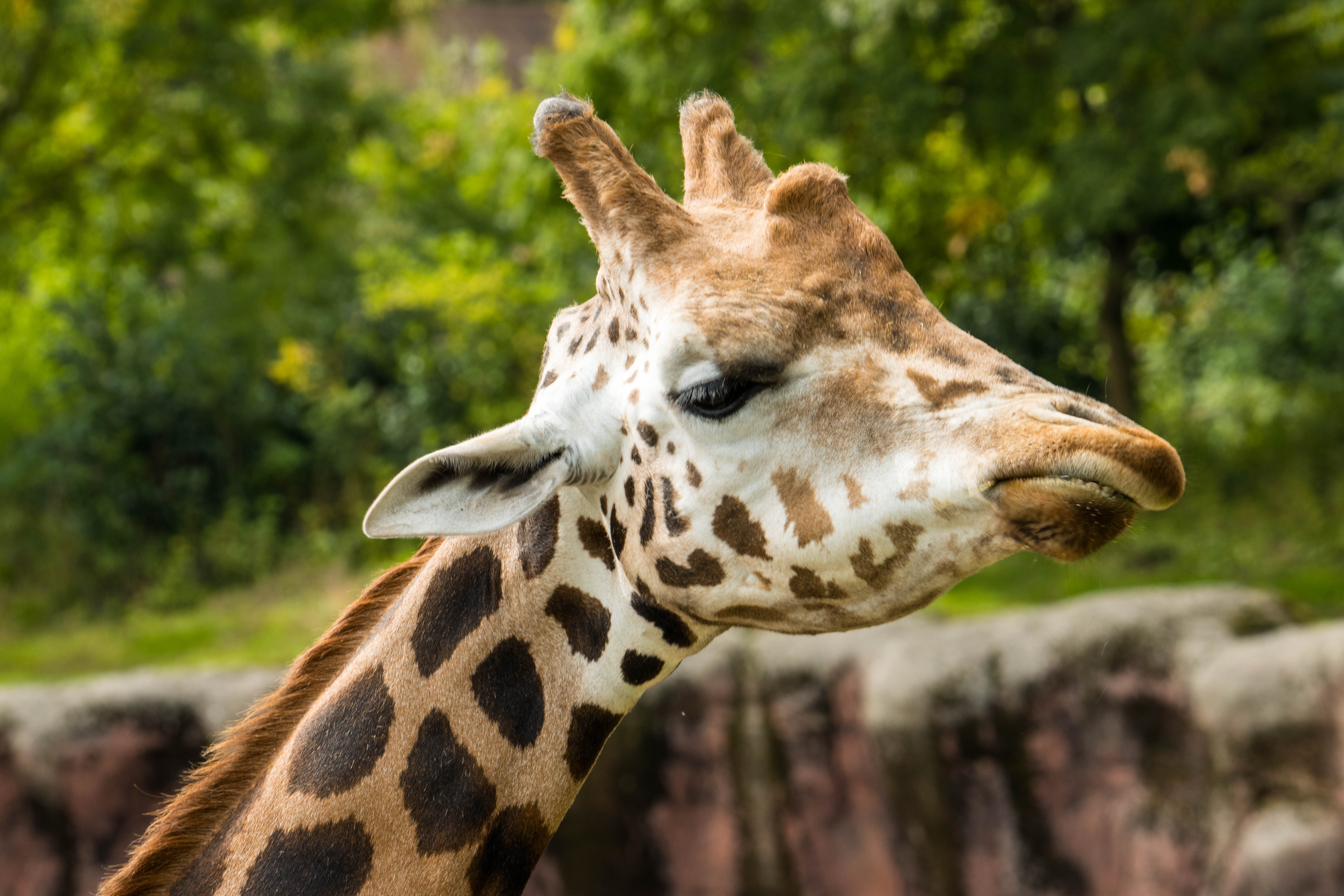 Girafe-_MG_7782.jpg