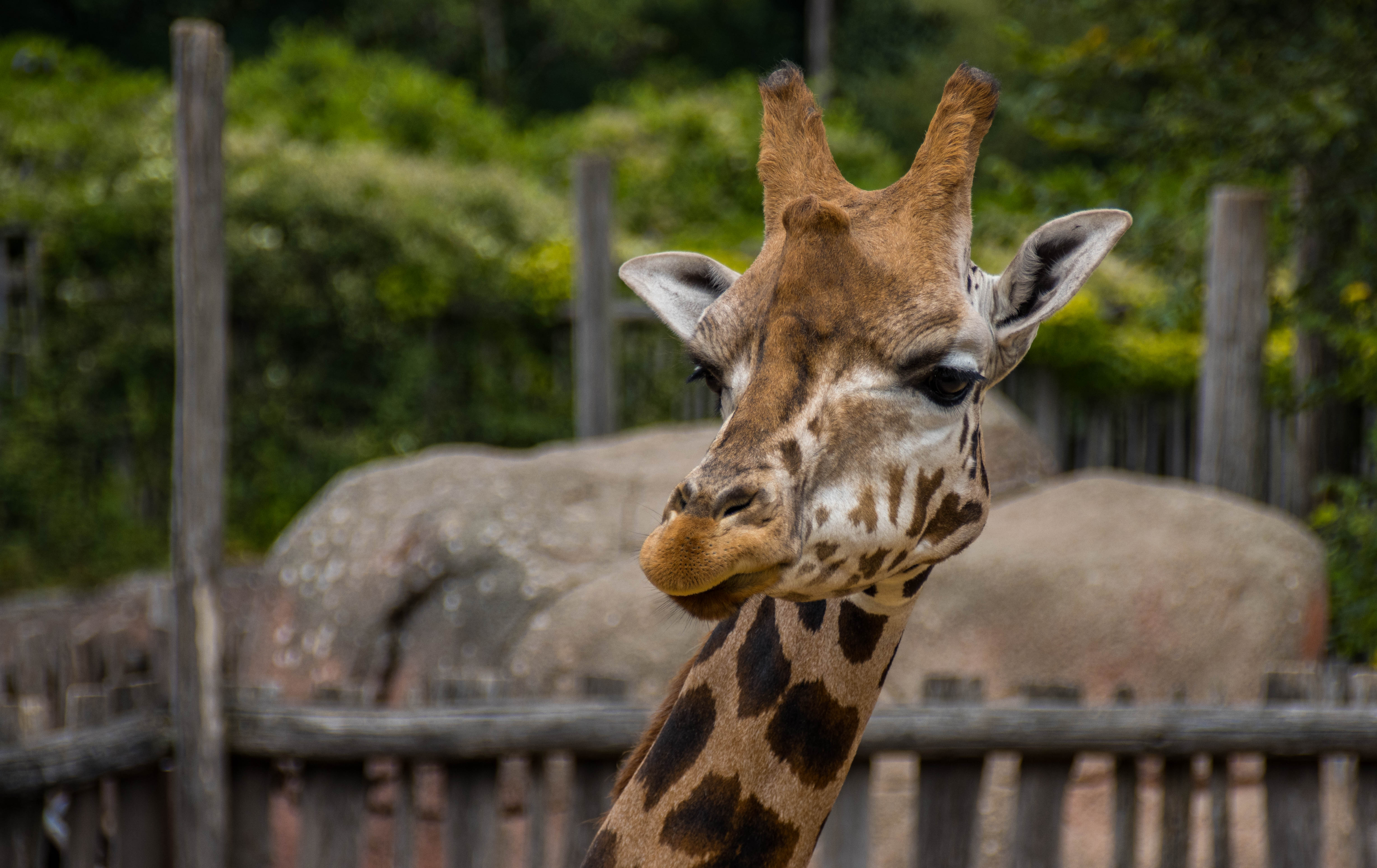 Giraffe-IMG_0386.jpg