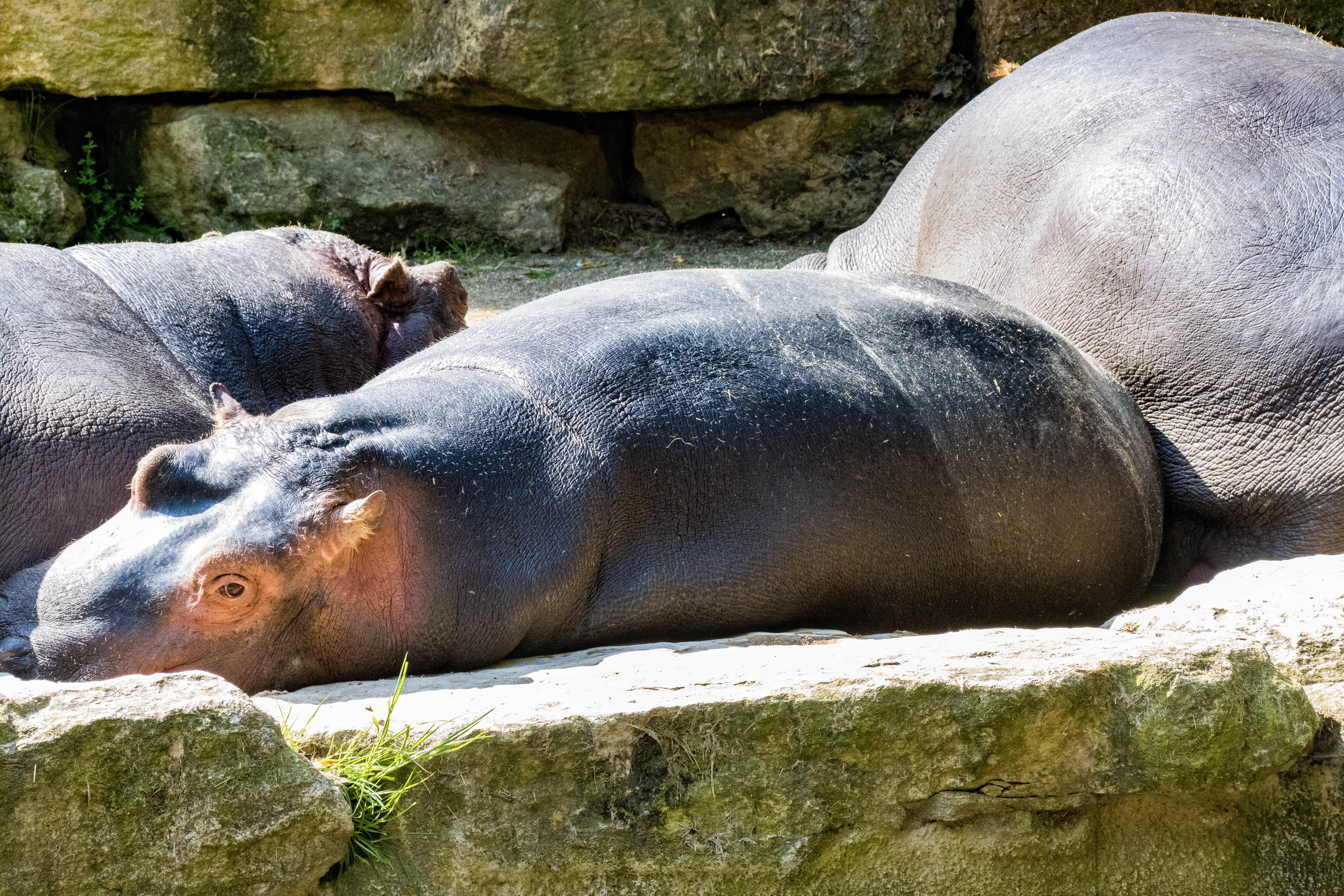 Hippopotame-_MG_5738.jpg