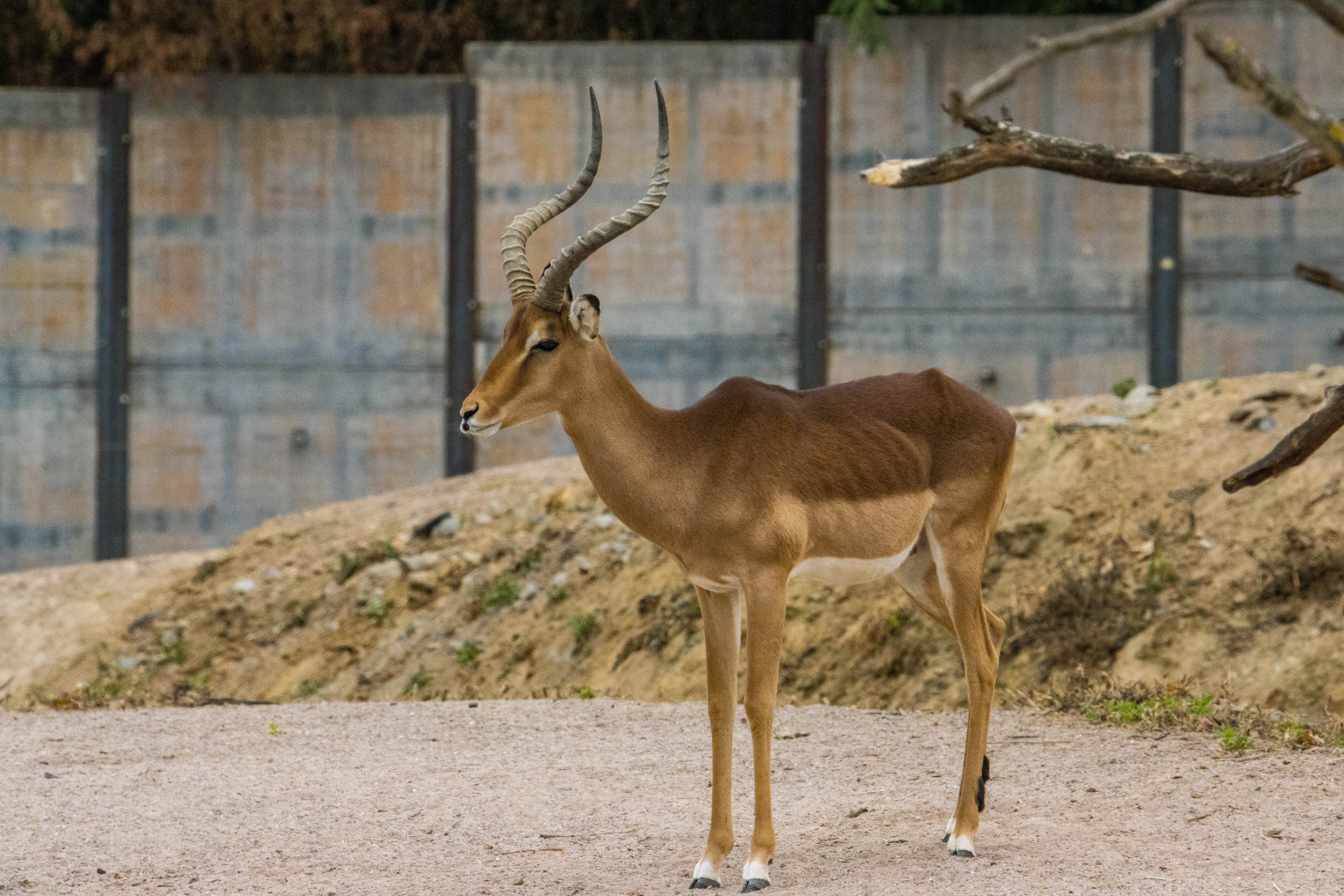 Impala-IMG_1601.jpg