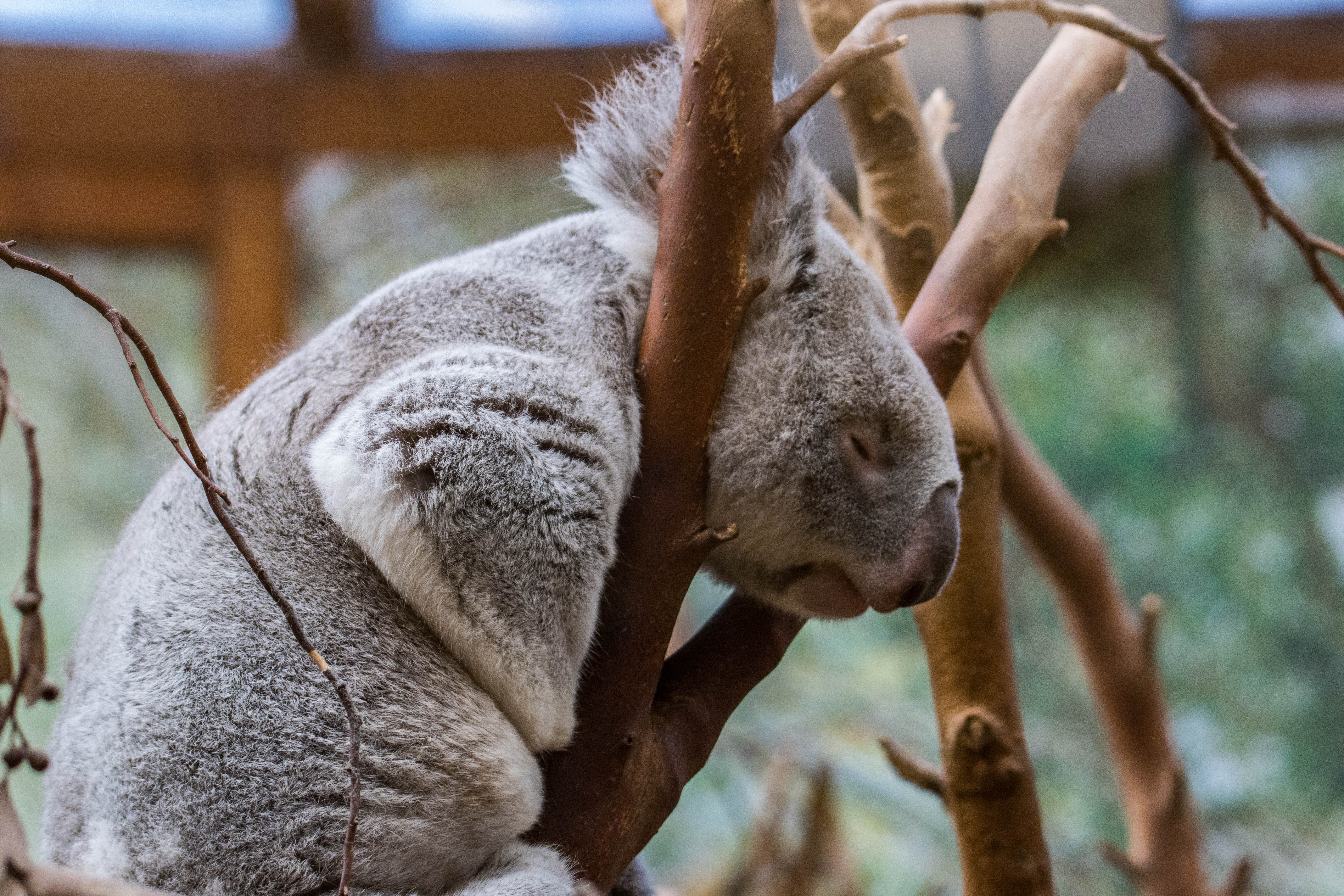 Koala-_MG_3577.jpg