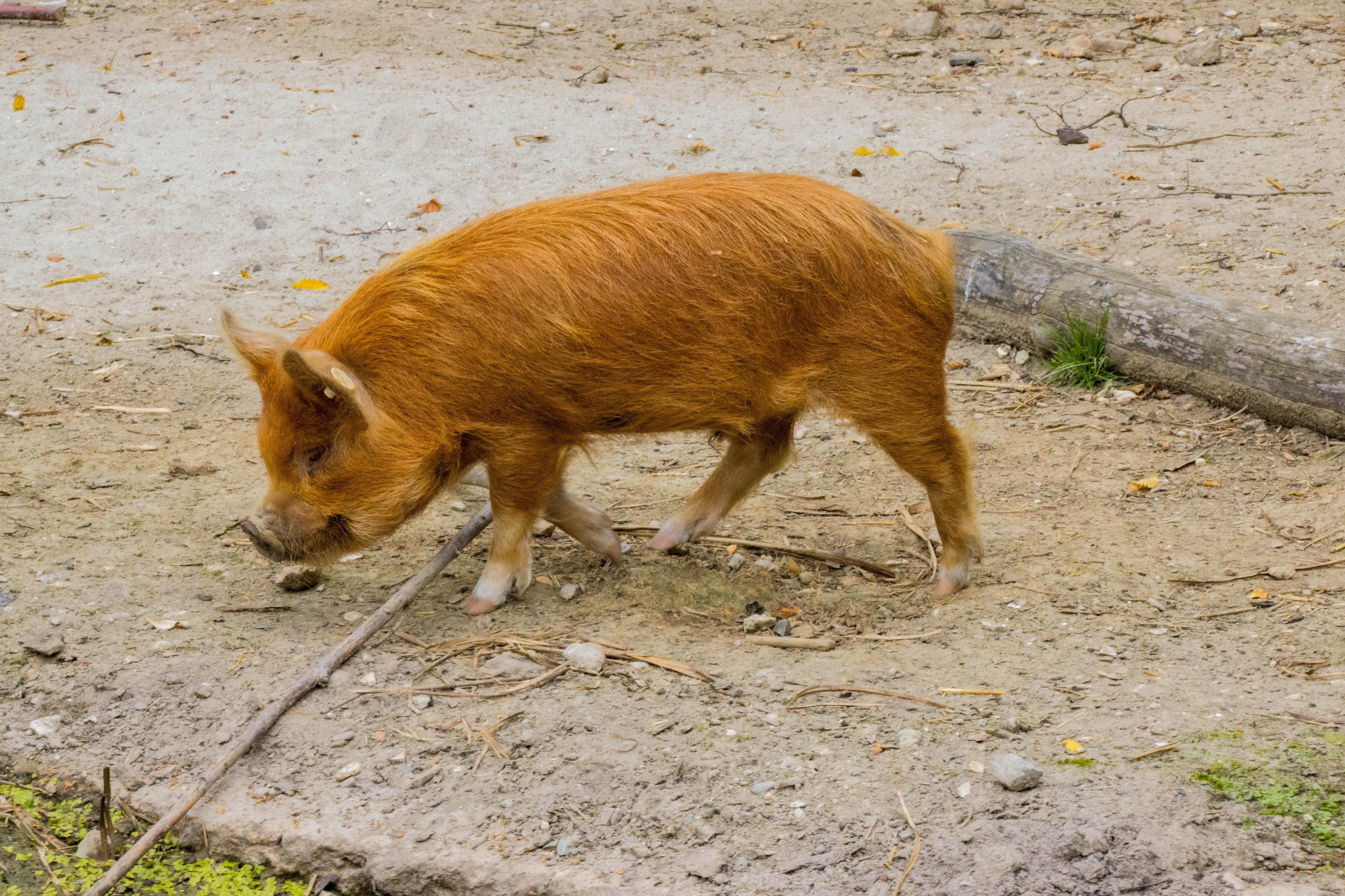 Kunekune-IMG_0477.jpg