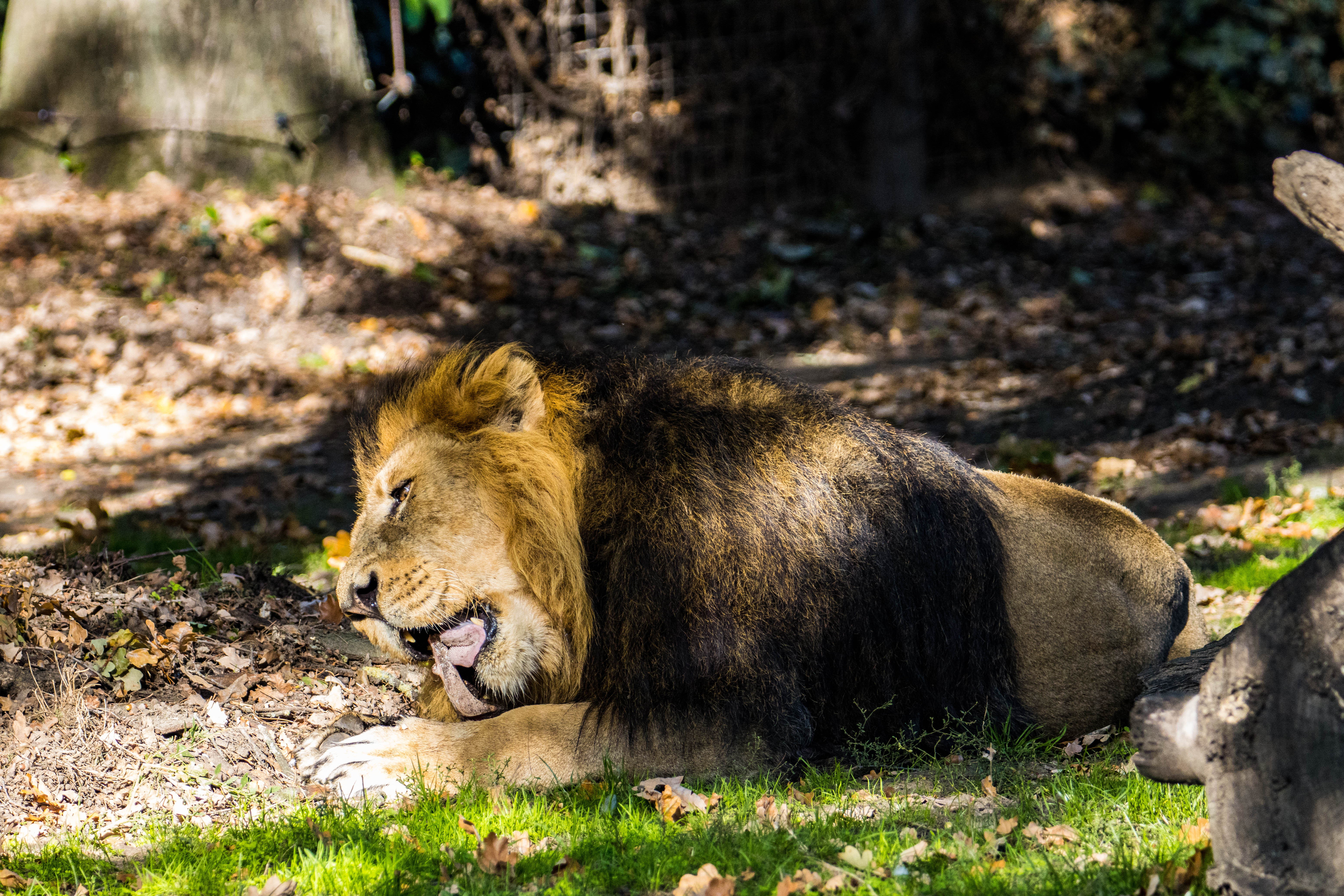 Lion-_MG_3635.jpg