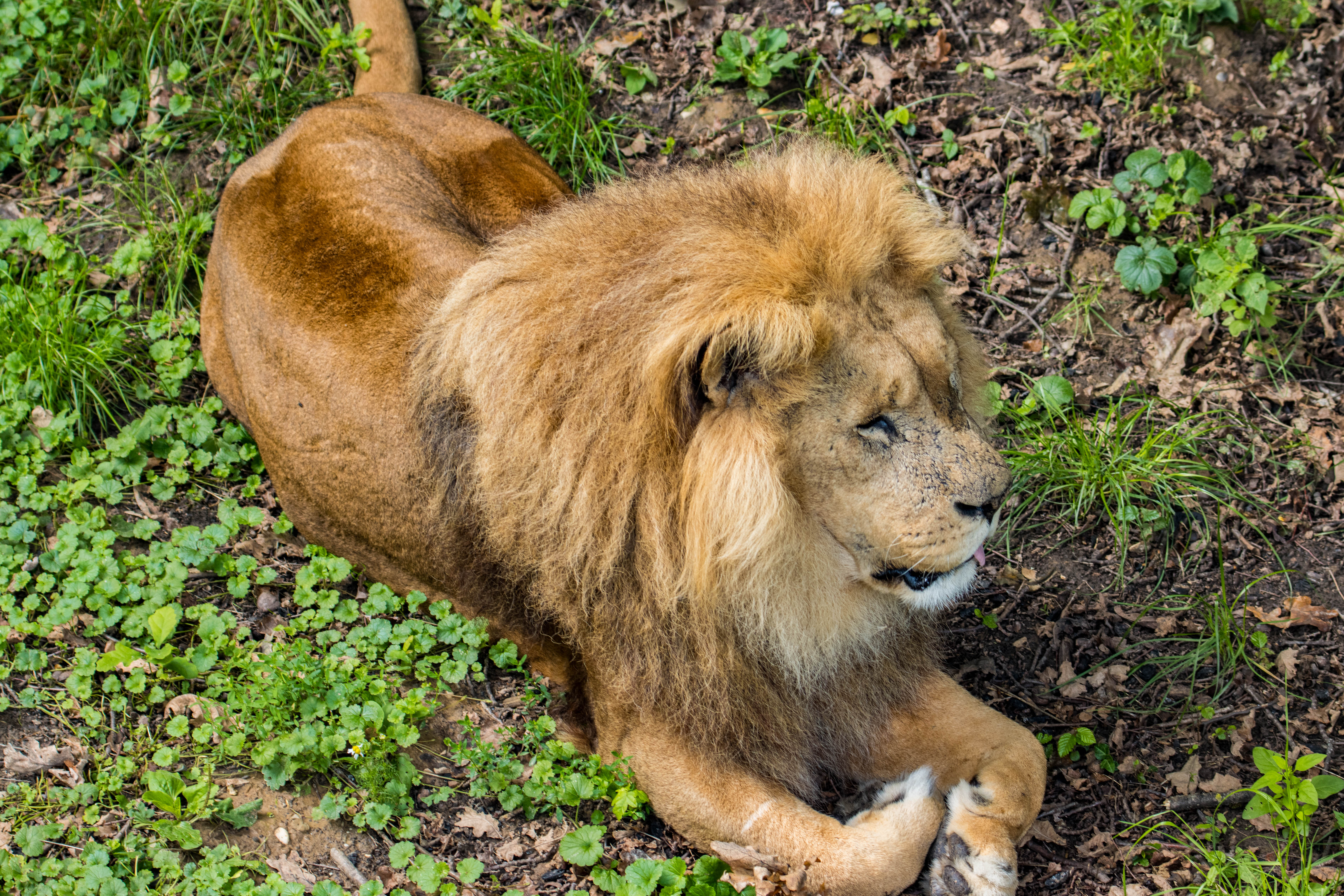 Lion-_MG_7763.jpg