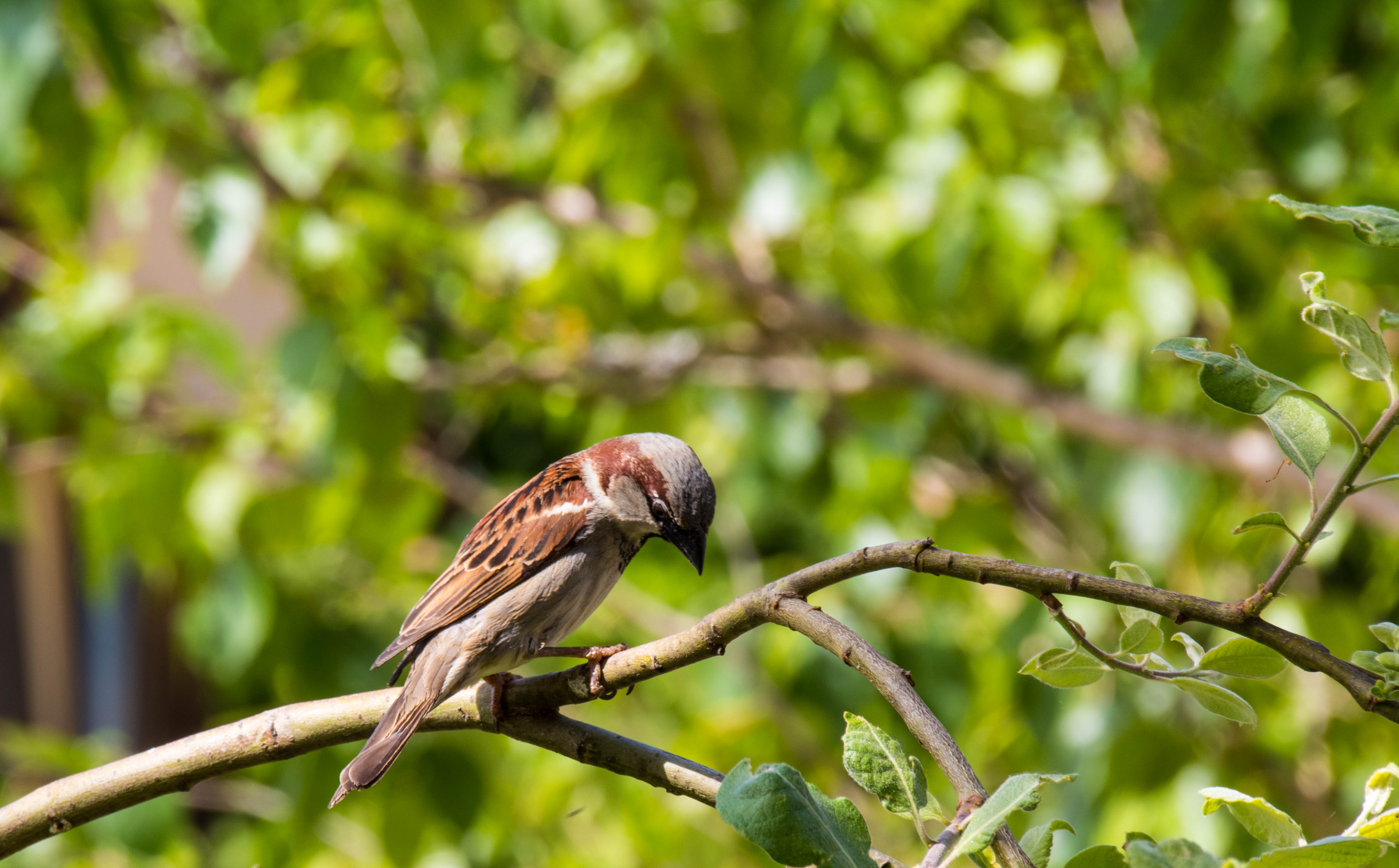 Moineau-_MG_0080.jpg