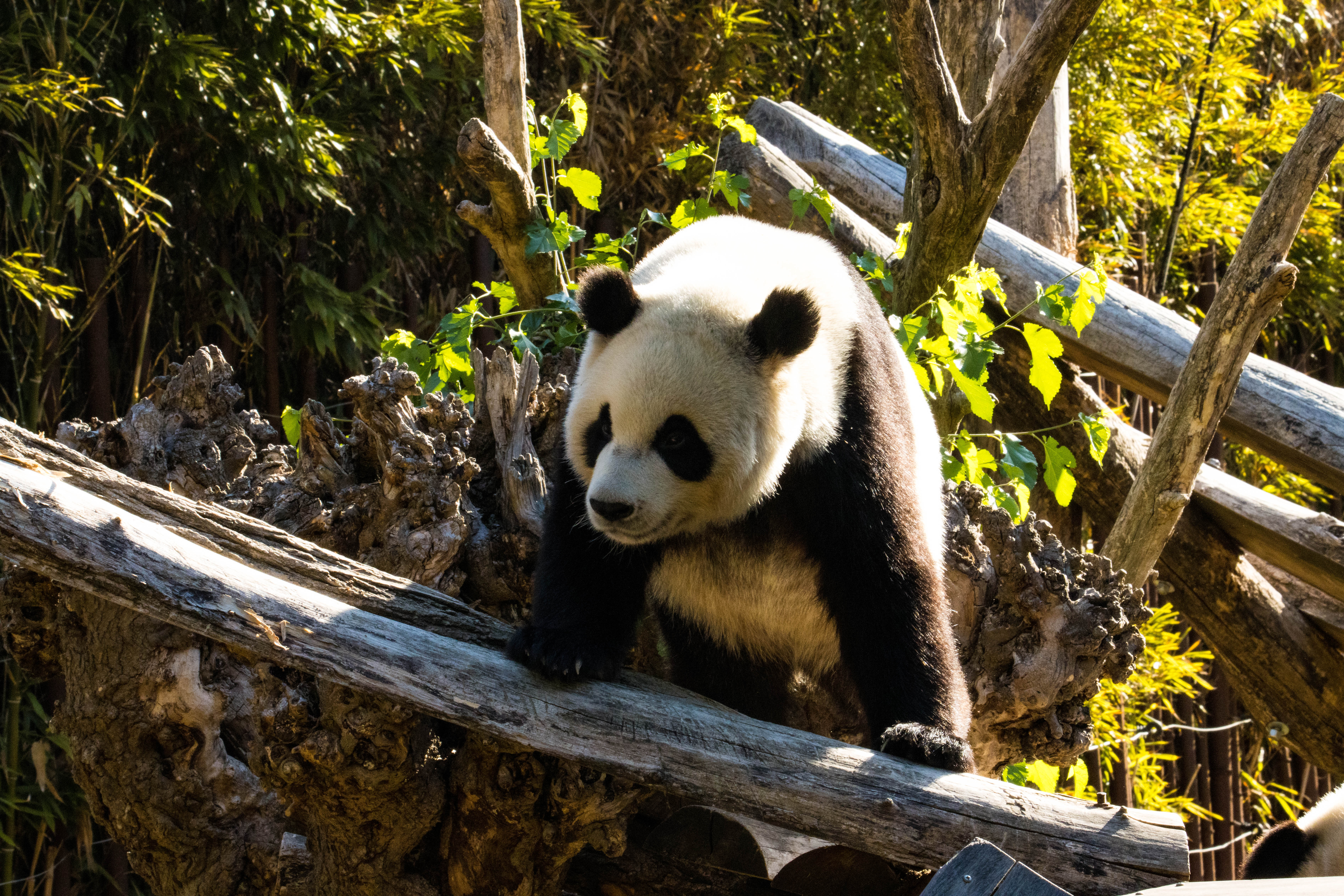 Panda-IMG_1391.jpg