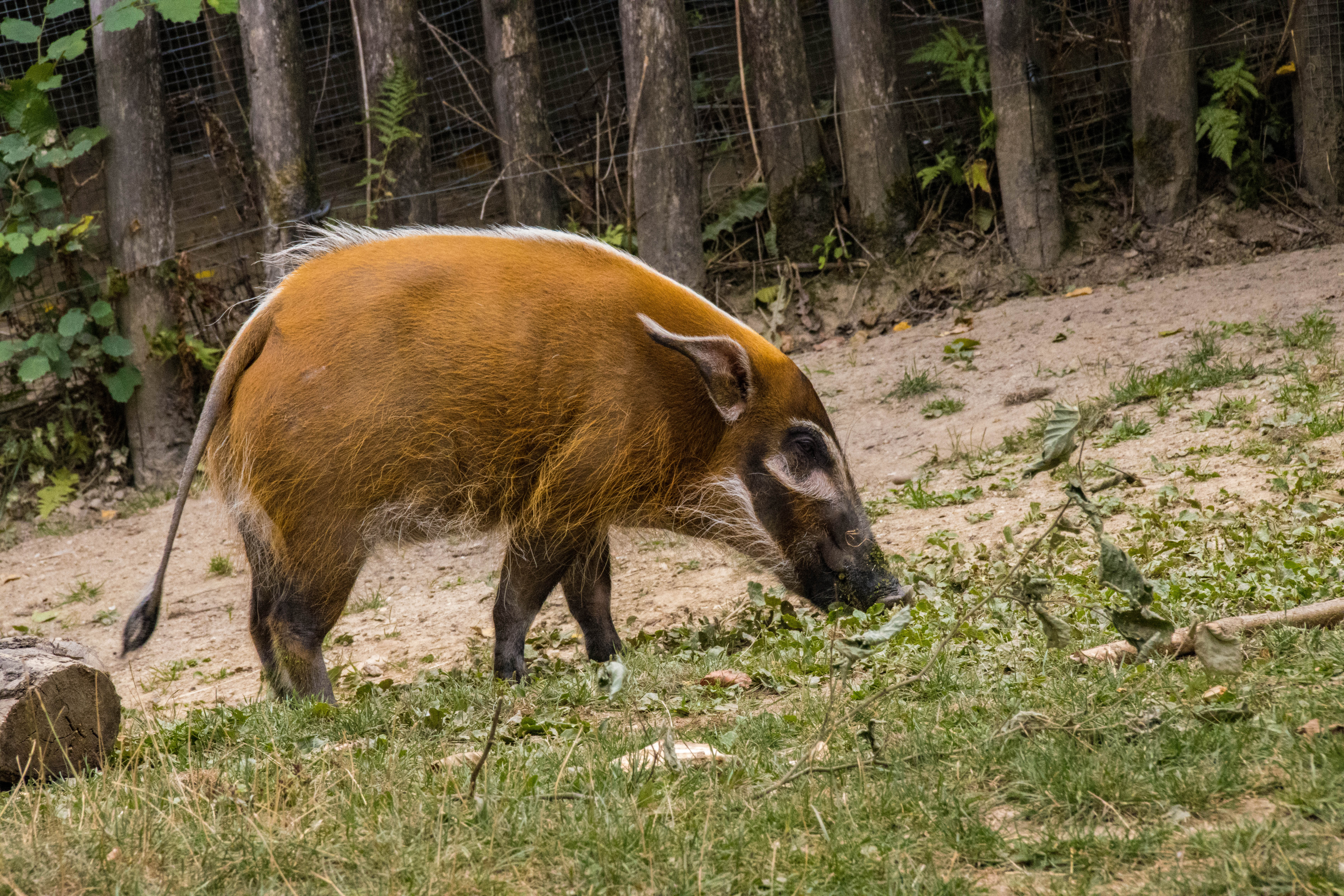 Potamochère-IMG_0408.jpg