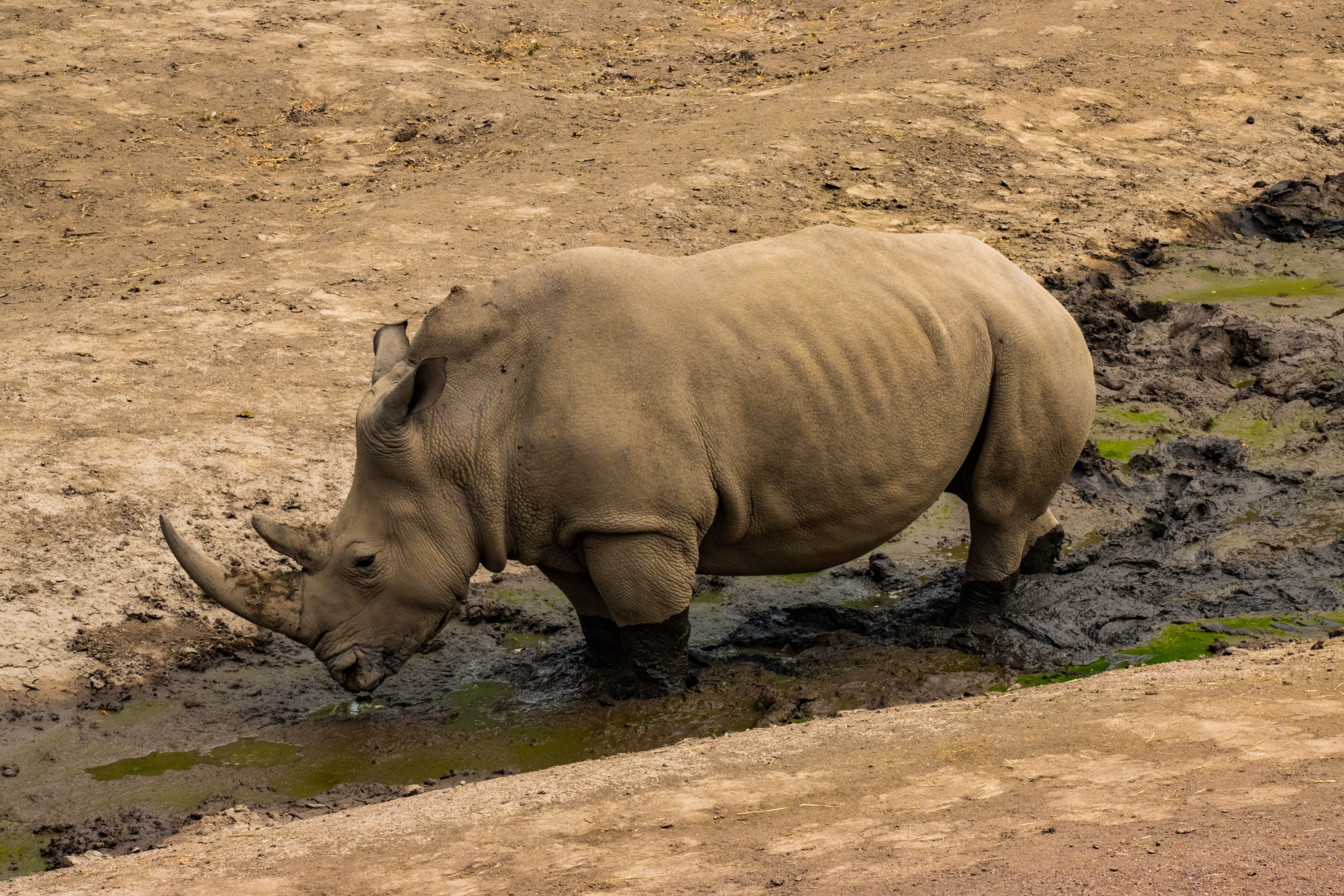 Rhinocéros-IMG_0375.jpg