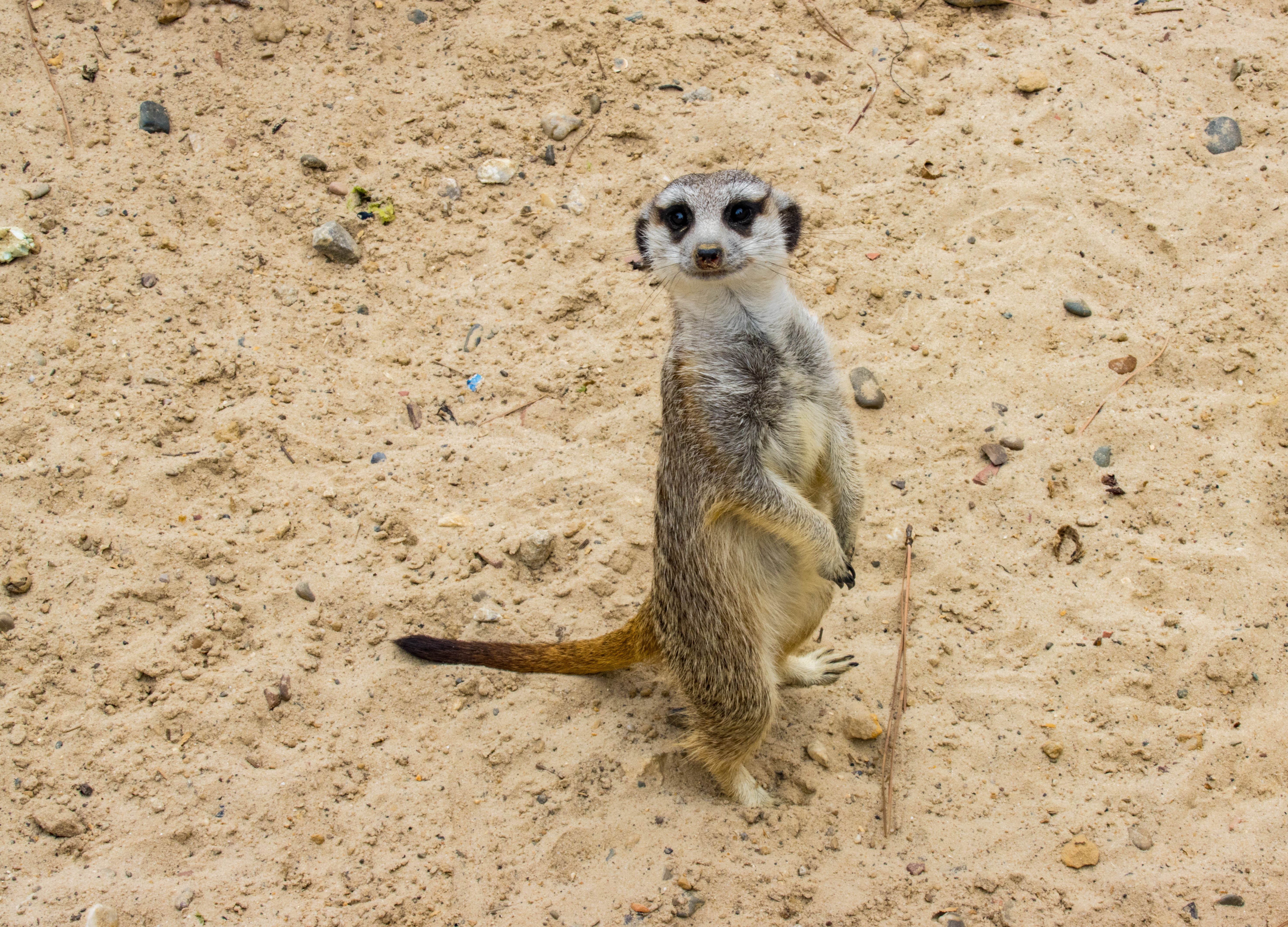 Suricate-IMG_0261.jpg