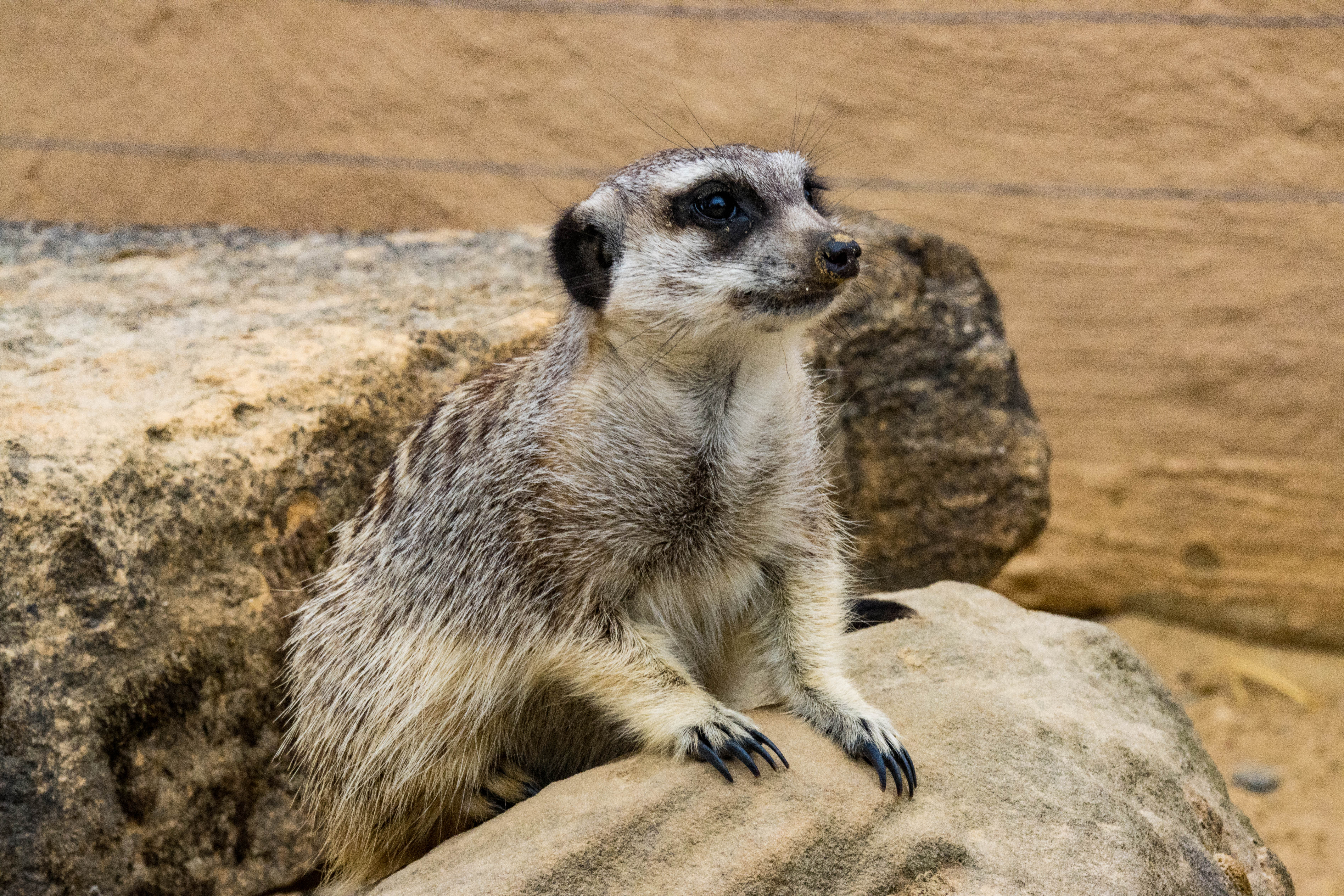 Suricate-IMG_0273.jpg