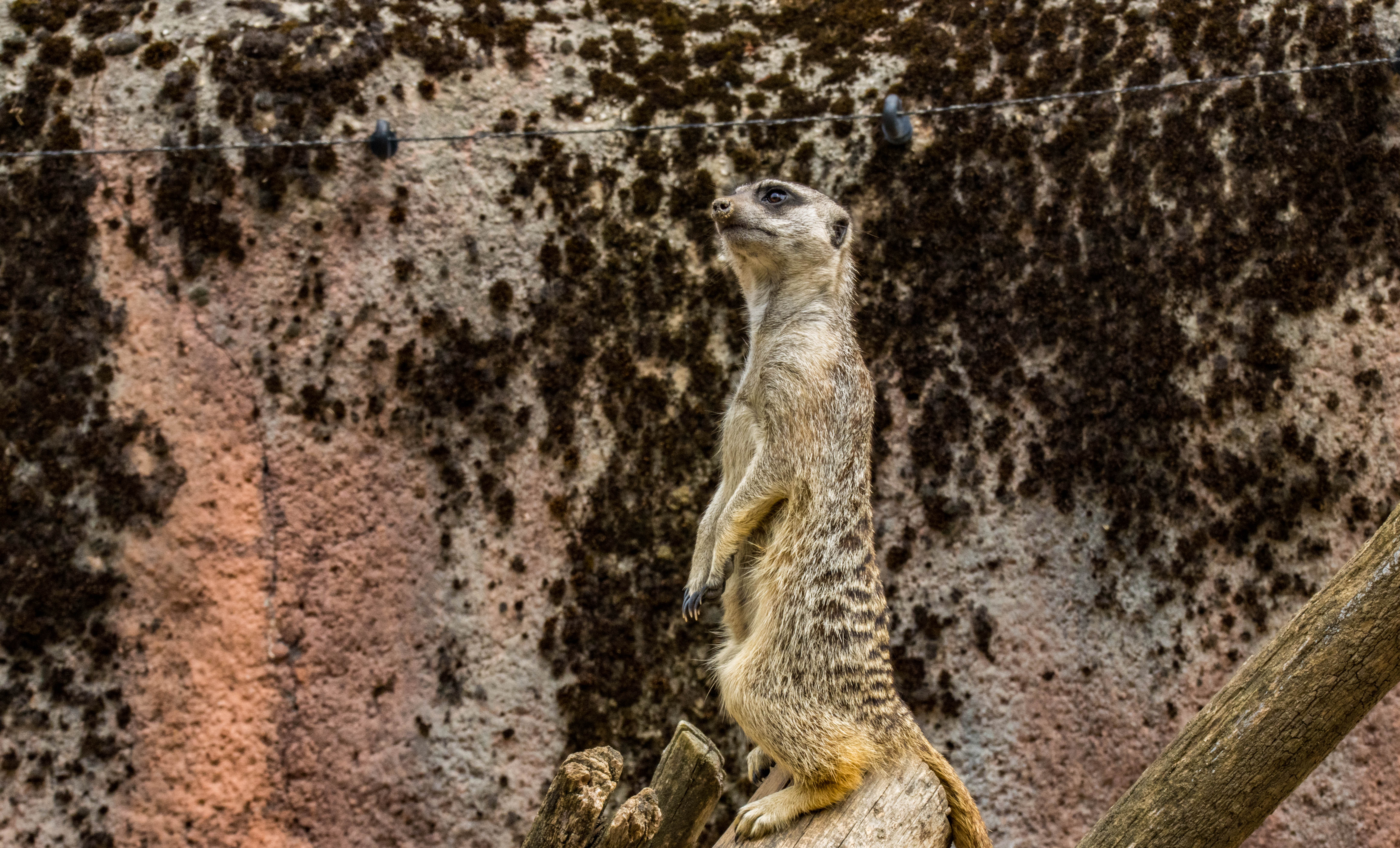 Suricate-IMG_0355.jpg