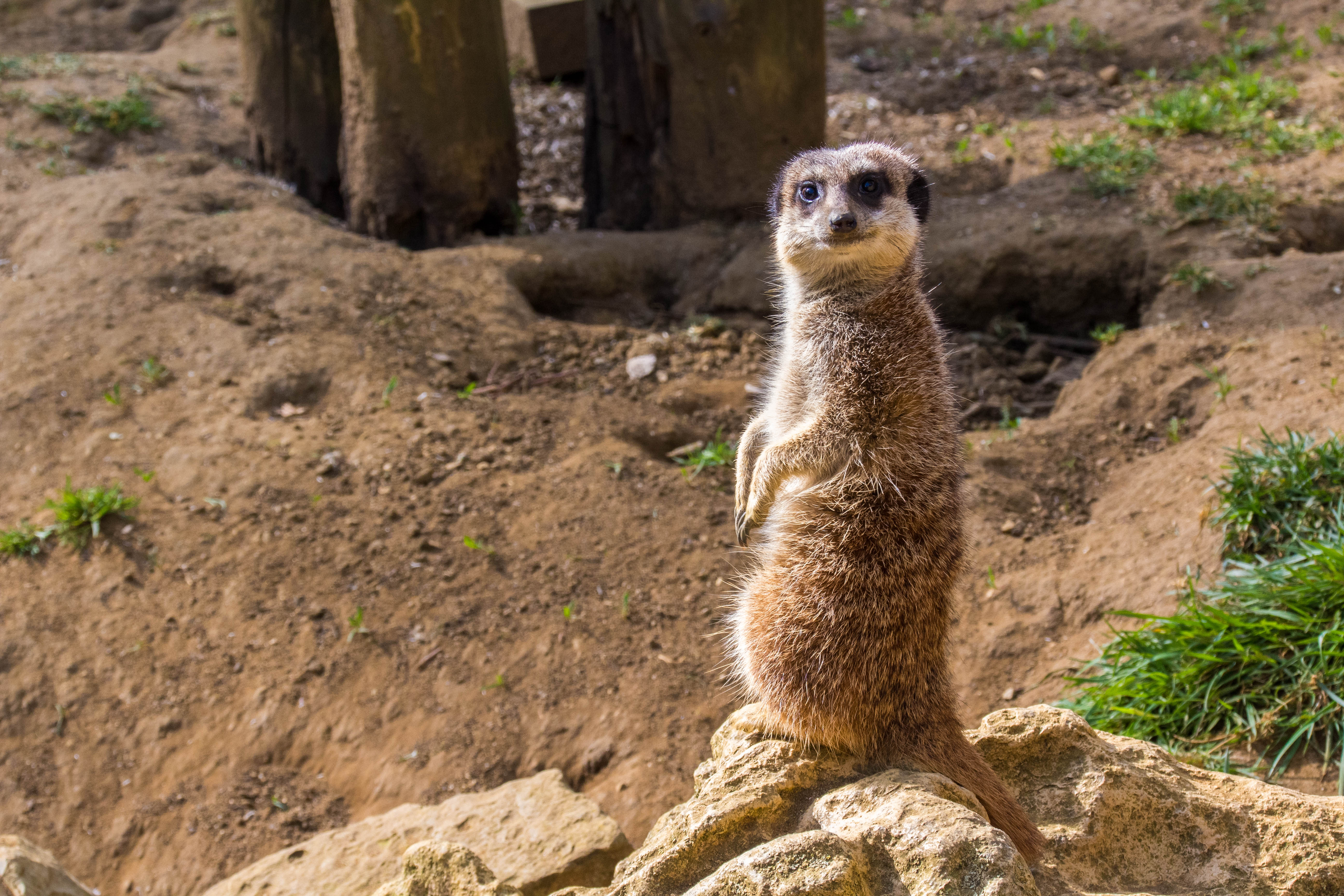 Suricate-_MG_0047.jpg