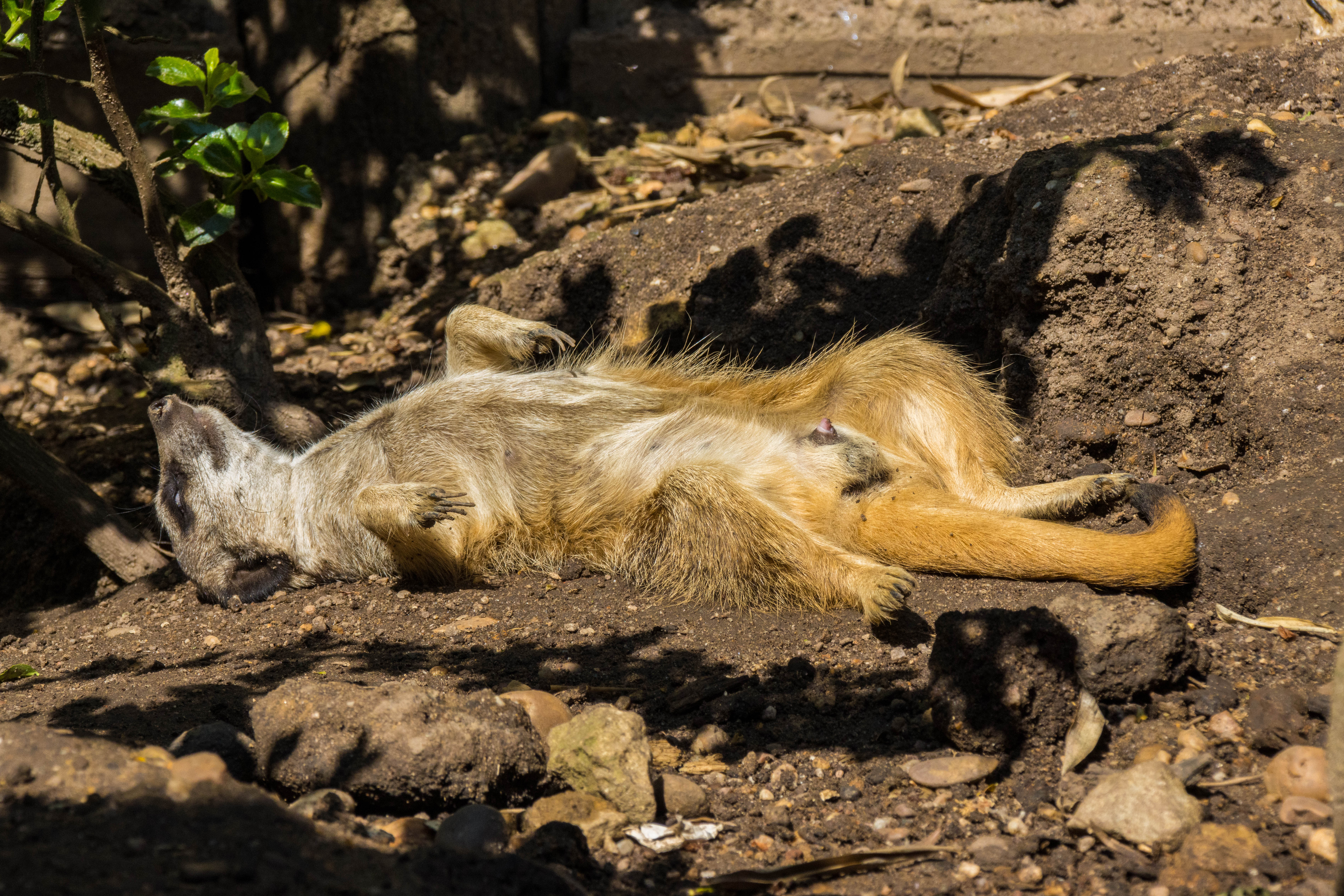 Suricate-_MG_5717.jpg