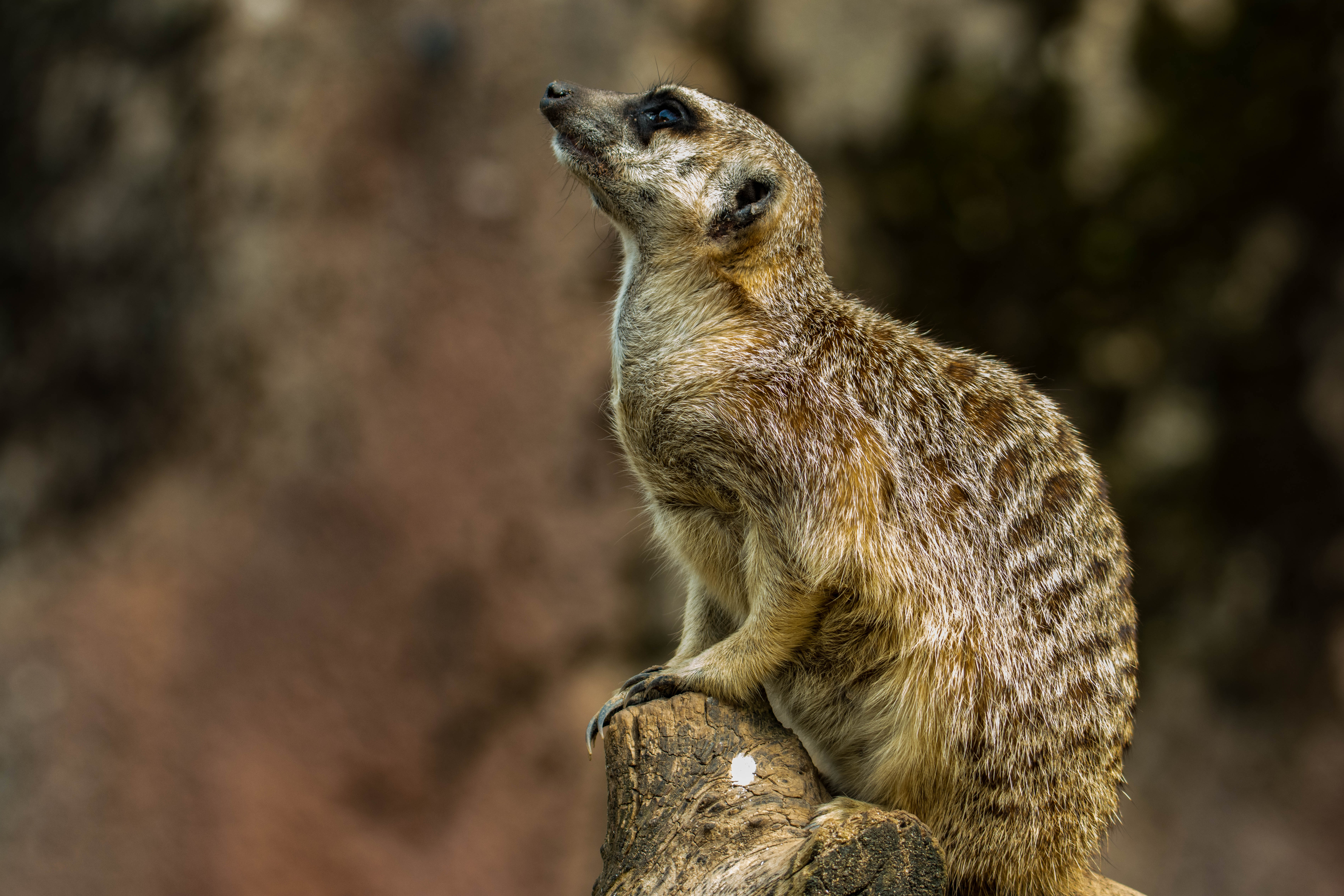 Suricate-_MG_7769.jpg