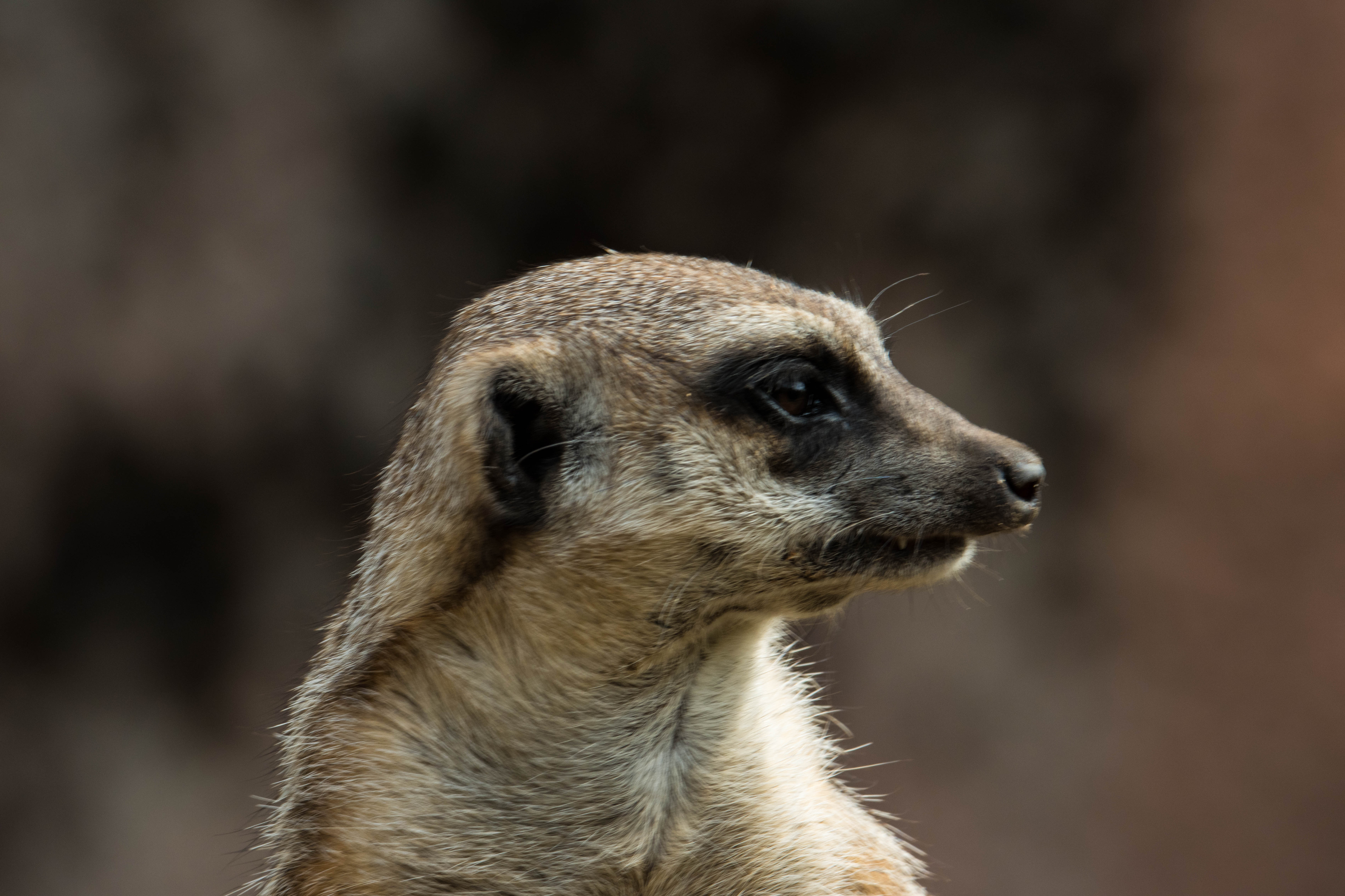 Suricate-_MG_7779.jpg