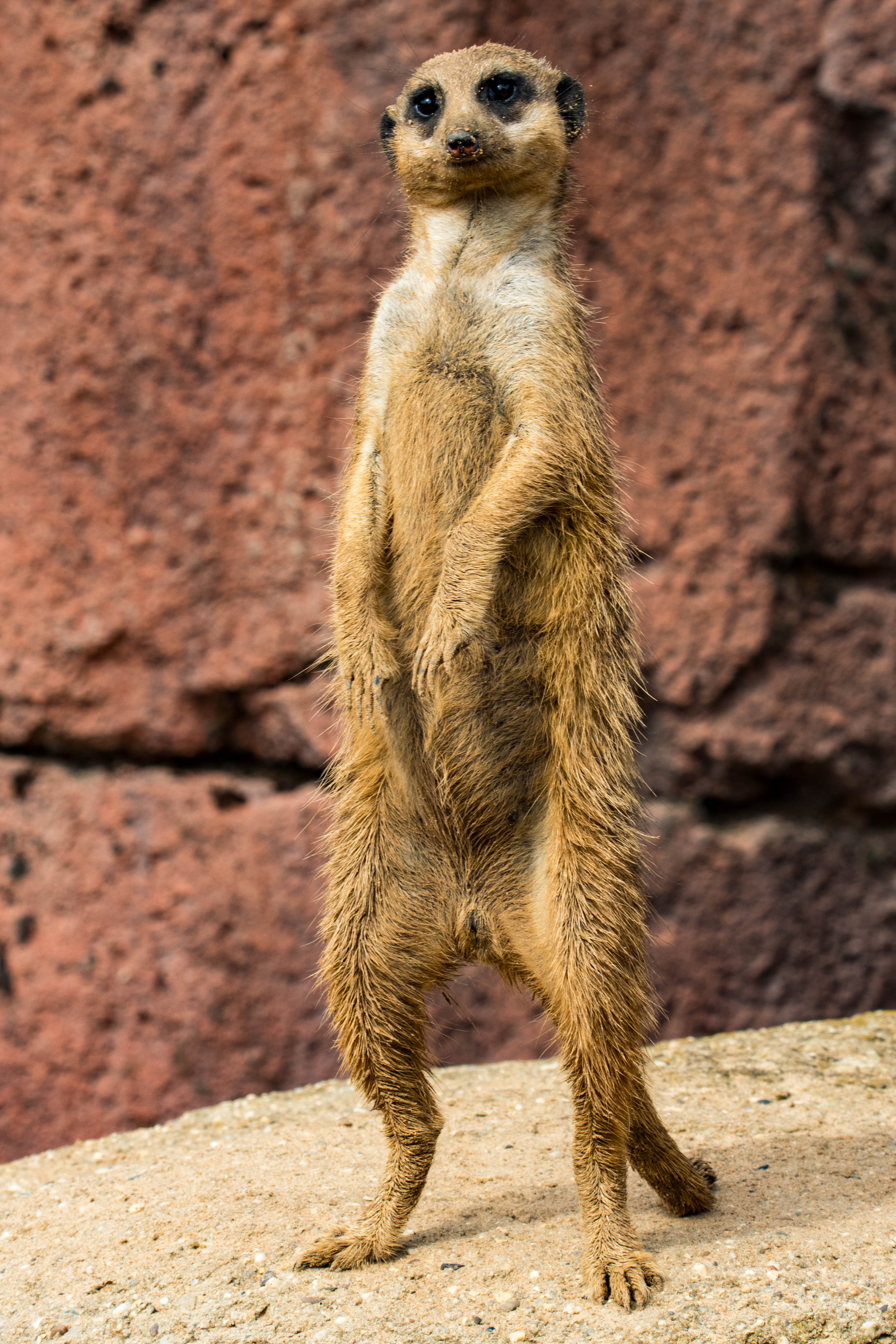 Suricate-_MG_7791.jpg