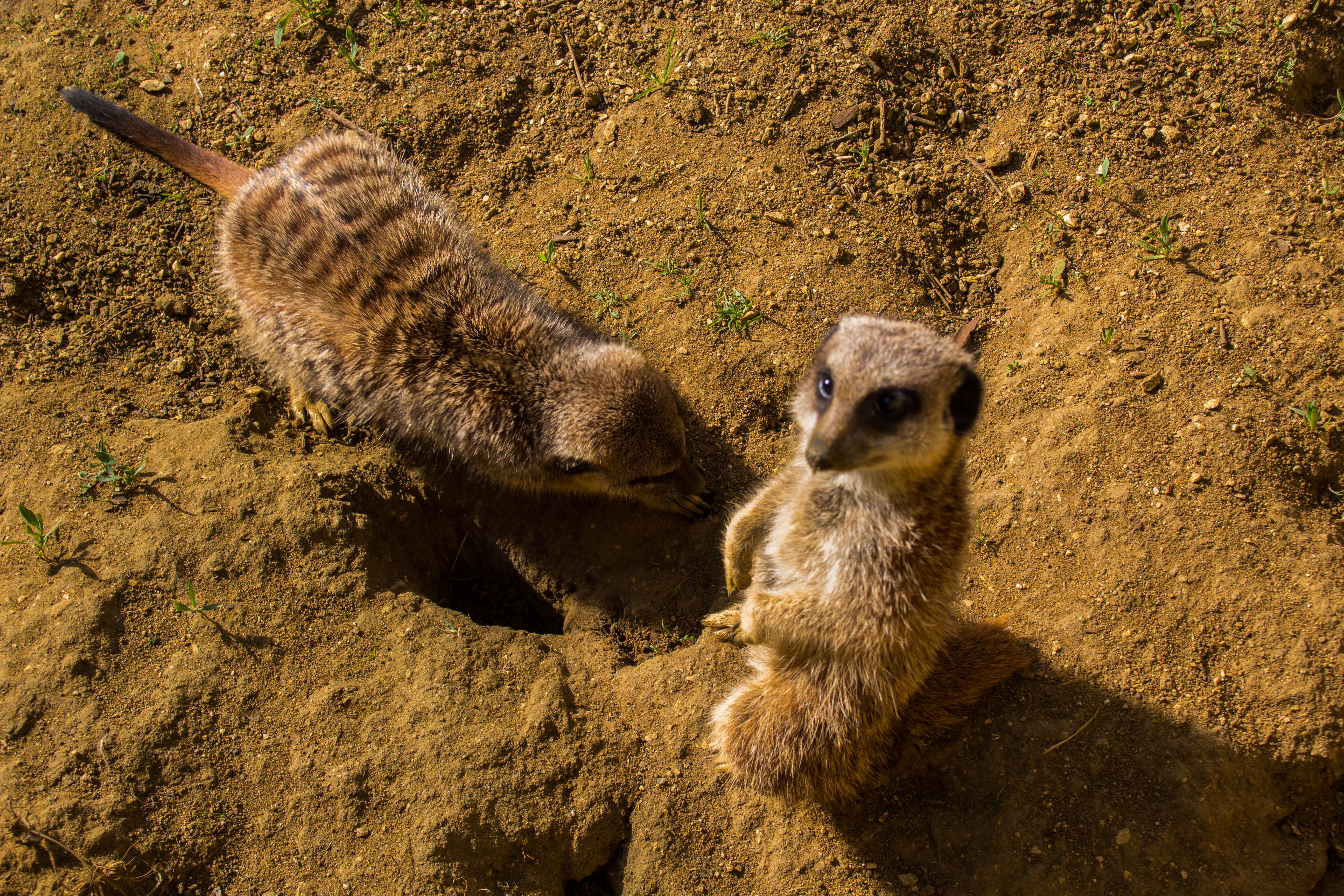 Suricates-_MG_0030.jpg