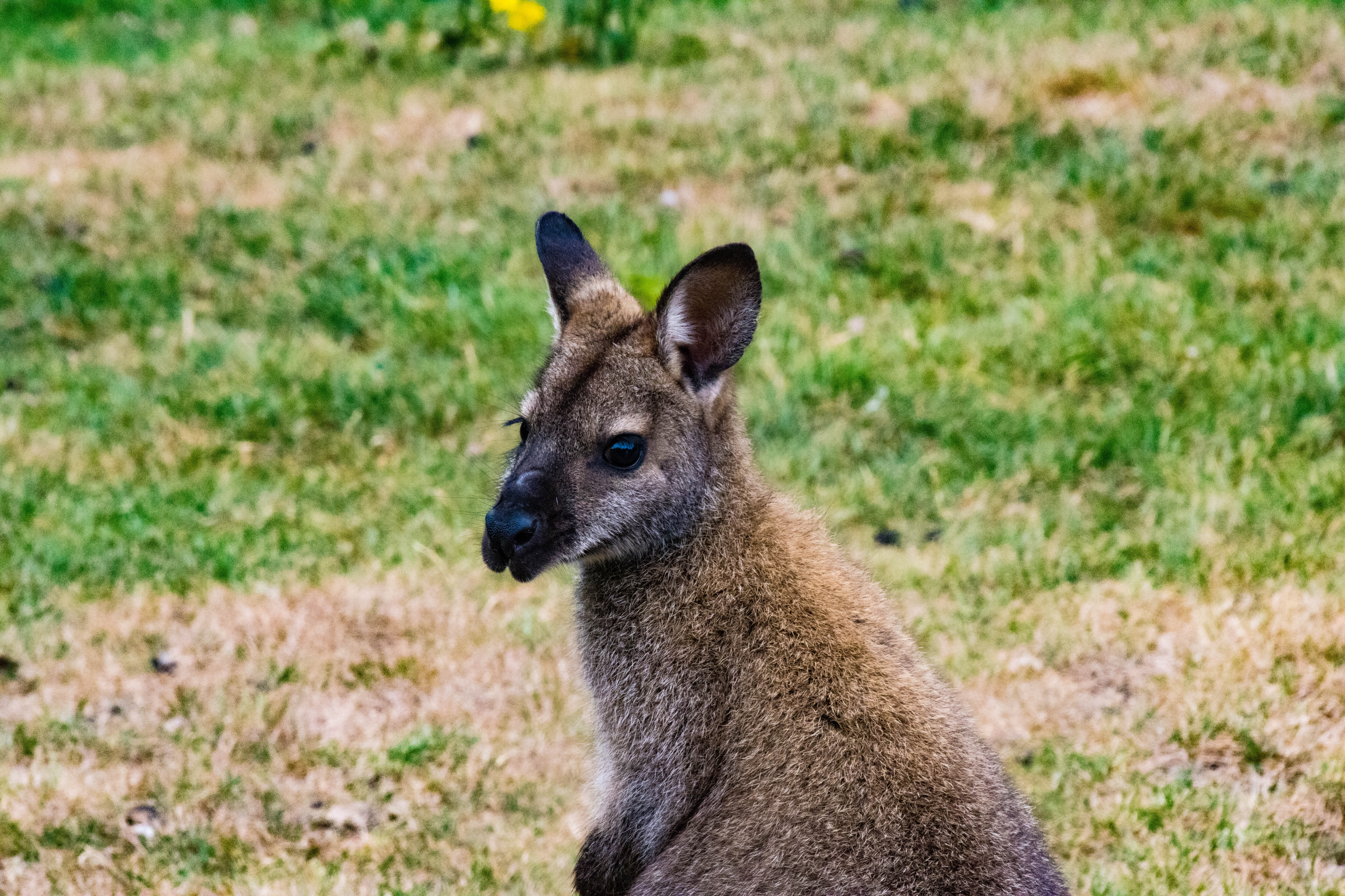 Wallaby-IMG_0130.jpg