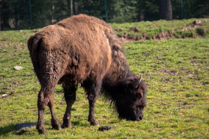 Bison