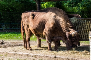 Bison