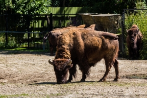 Bison