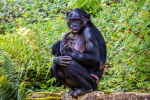 Bonobo