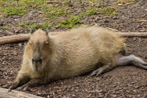 Capybara