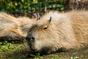 Capybara