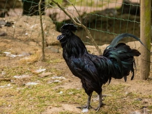 Cemani