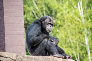 Chimpanzé