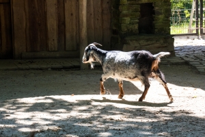 Chèvre