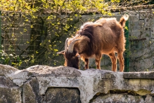 Chèvre