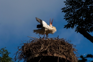 Cigogne