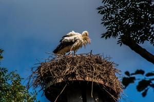 Cigogne