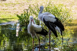 Cigogne