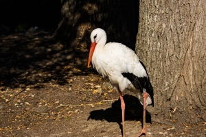 Cigogne