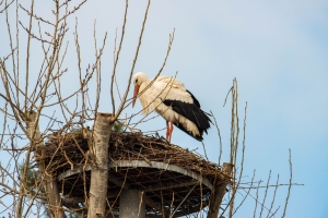 Cigogne