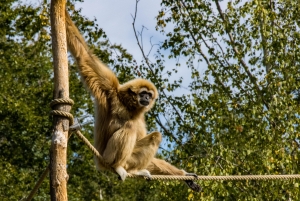 Gibbon