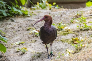 Ibis