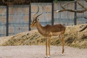 Impala